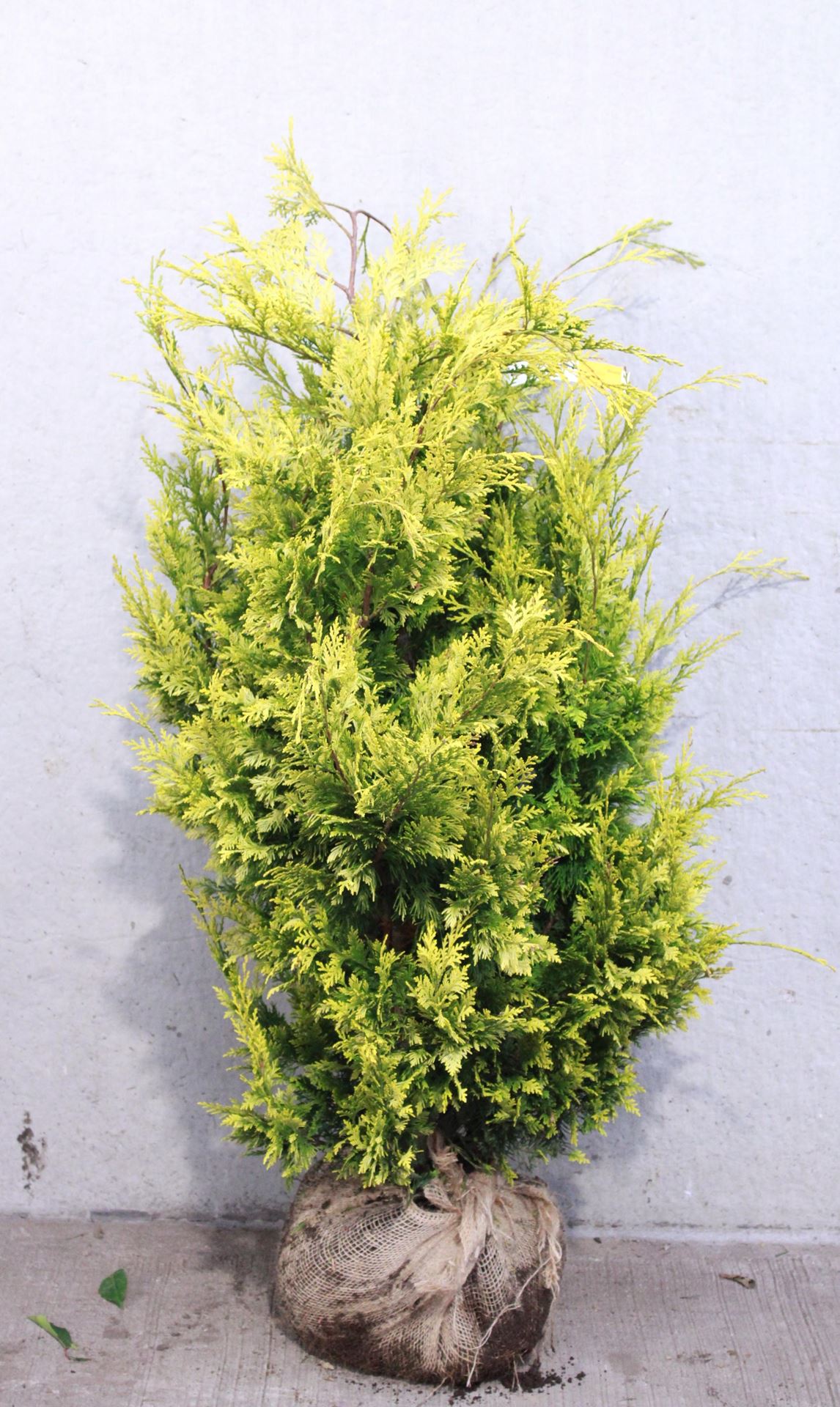 Chamaecyparis lawsoniana'Ivonne'- aardekluit - 100-125 cm afbeelding