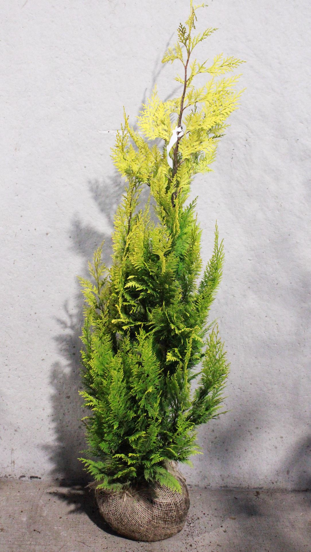 Chamaecyparis lawsoniana'Ivonne'- aardekluit - 125-150 cm afbeelding