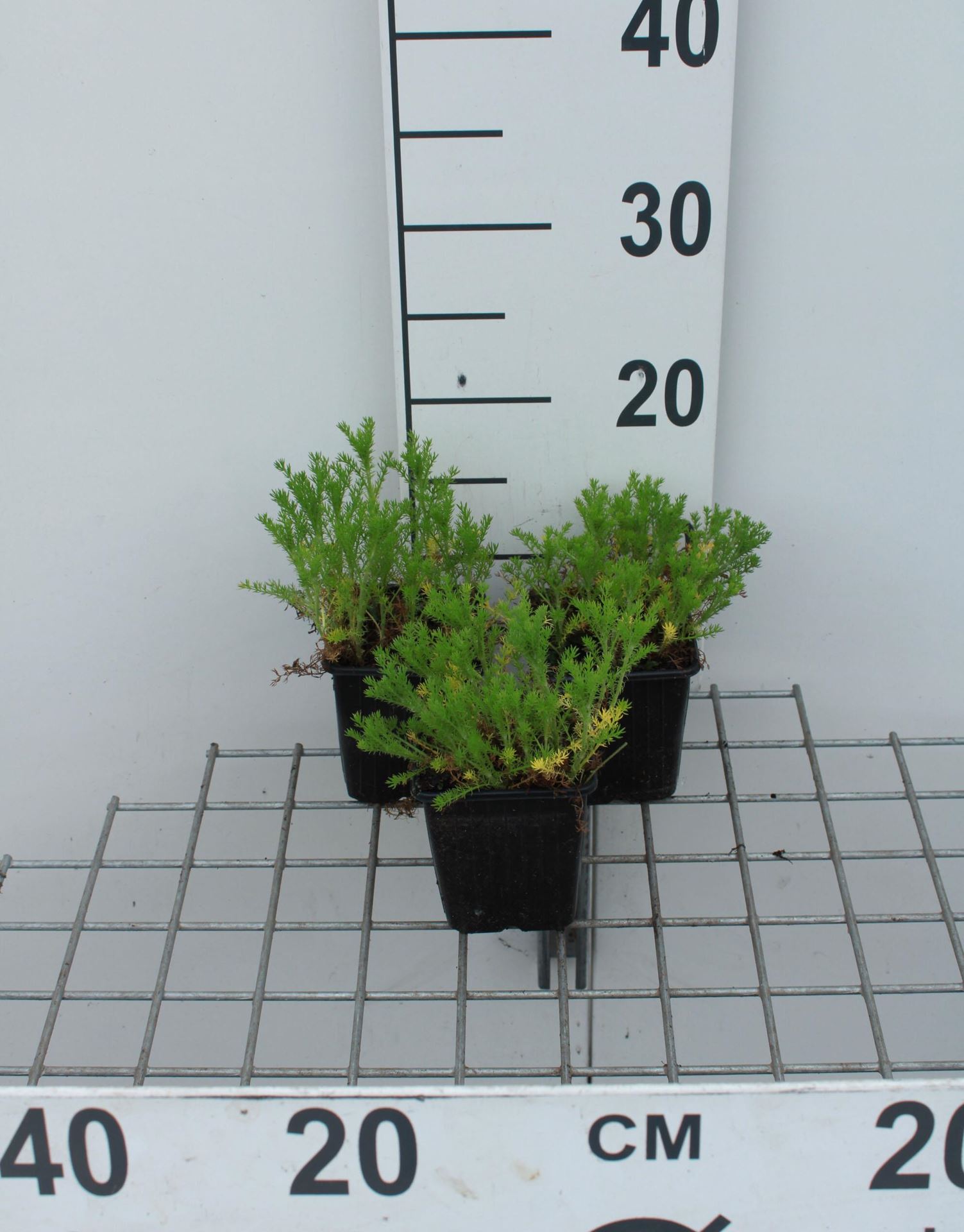 Chamaemelum nobile'Ligulosum'- pot 9x9 cm (Roomse kamille) - Roomse kamille afbeelding