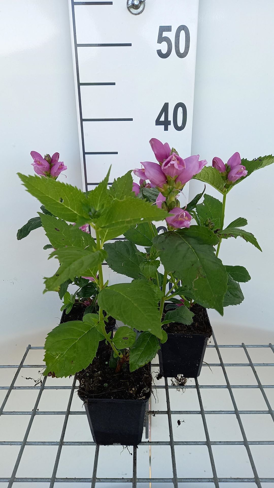 Chelone obliqua - pot 9x9 cm afbeelding
