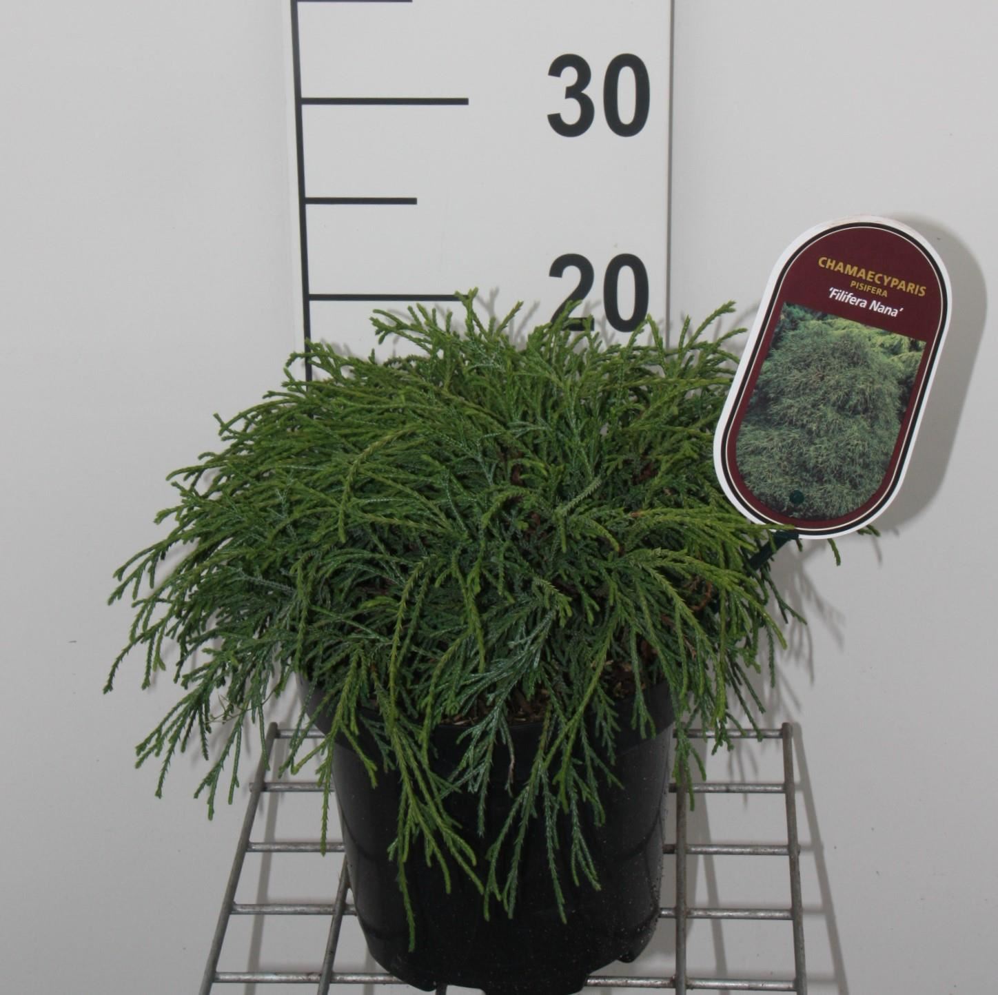 Chamaecyparis pisifera'Filifera Nana'- pot - 25-30 cm afbeelding