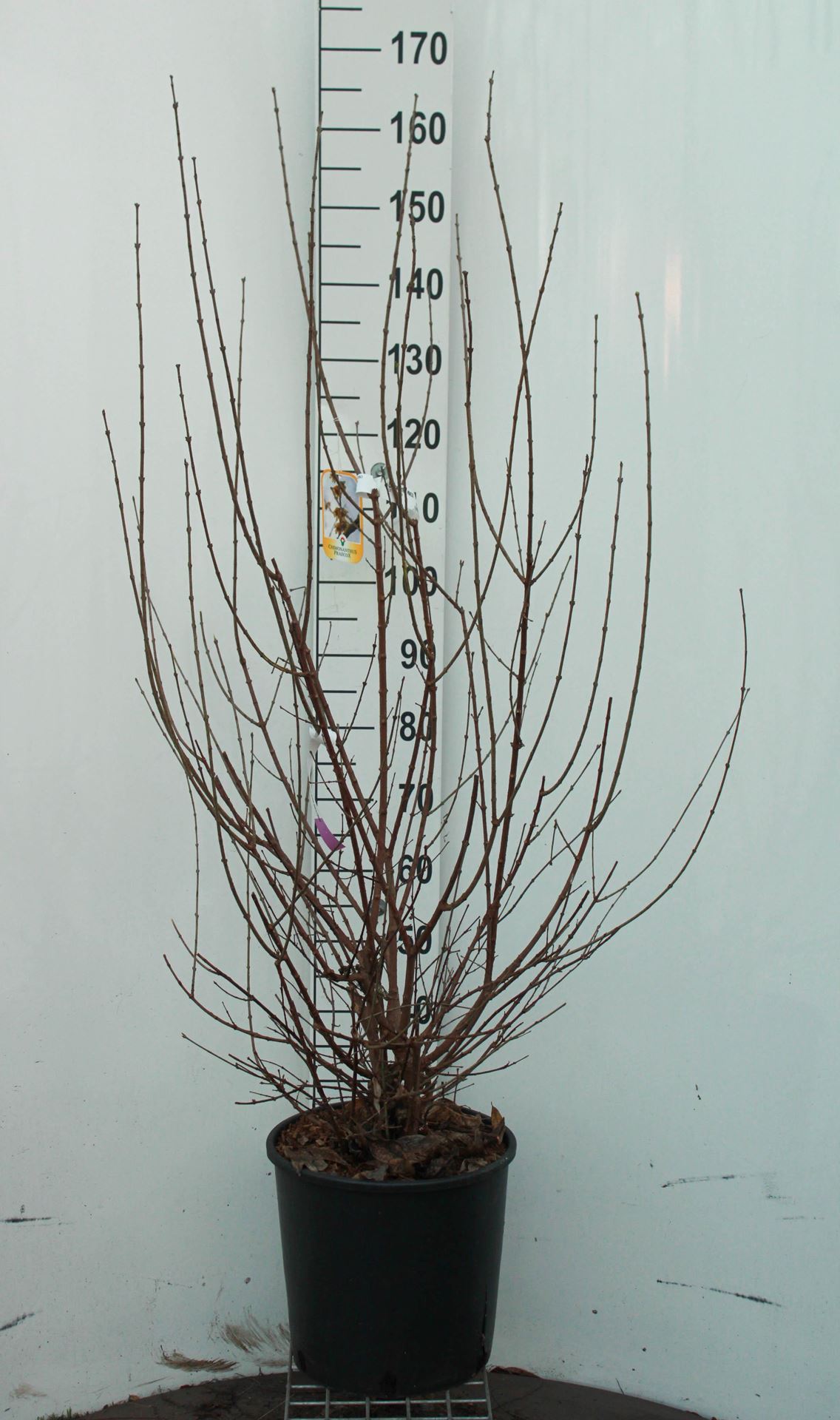 Chimonanthus praecox - pot 18L - 125-150 cm afbeelding