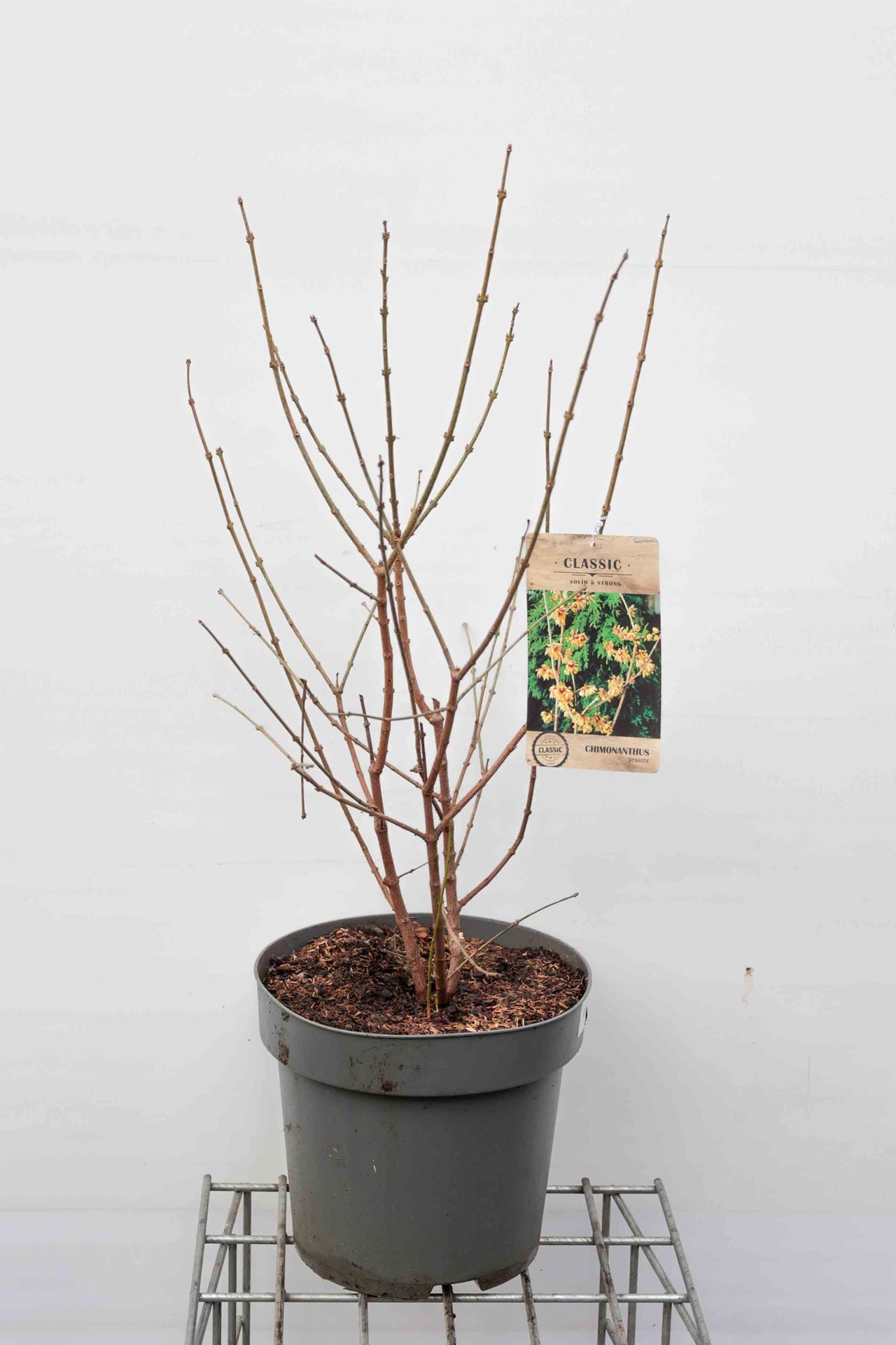 Chimonanthus praecox - pot 12L - 80-100 cm afbeelding