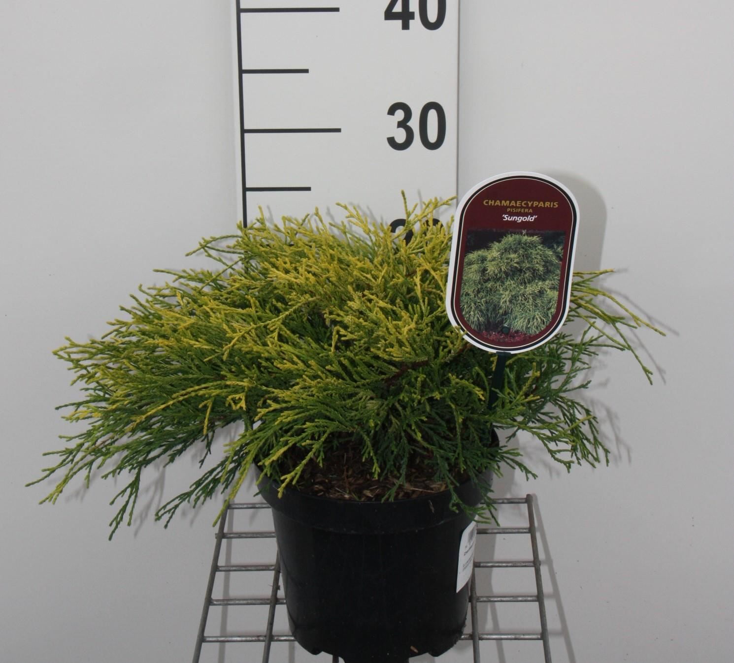 Chamaecyparis pisifera'Sungold'- pot - 20-25 cm afbeelding