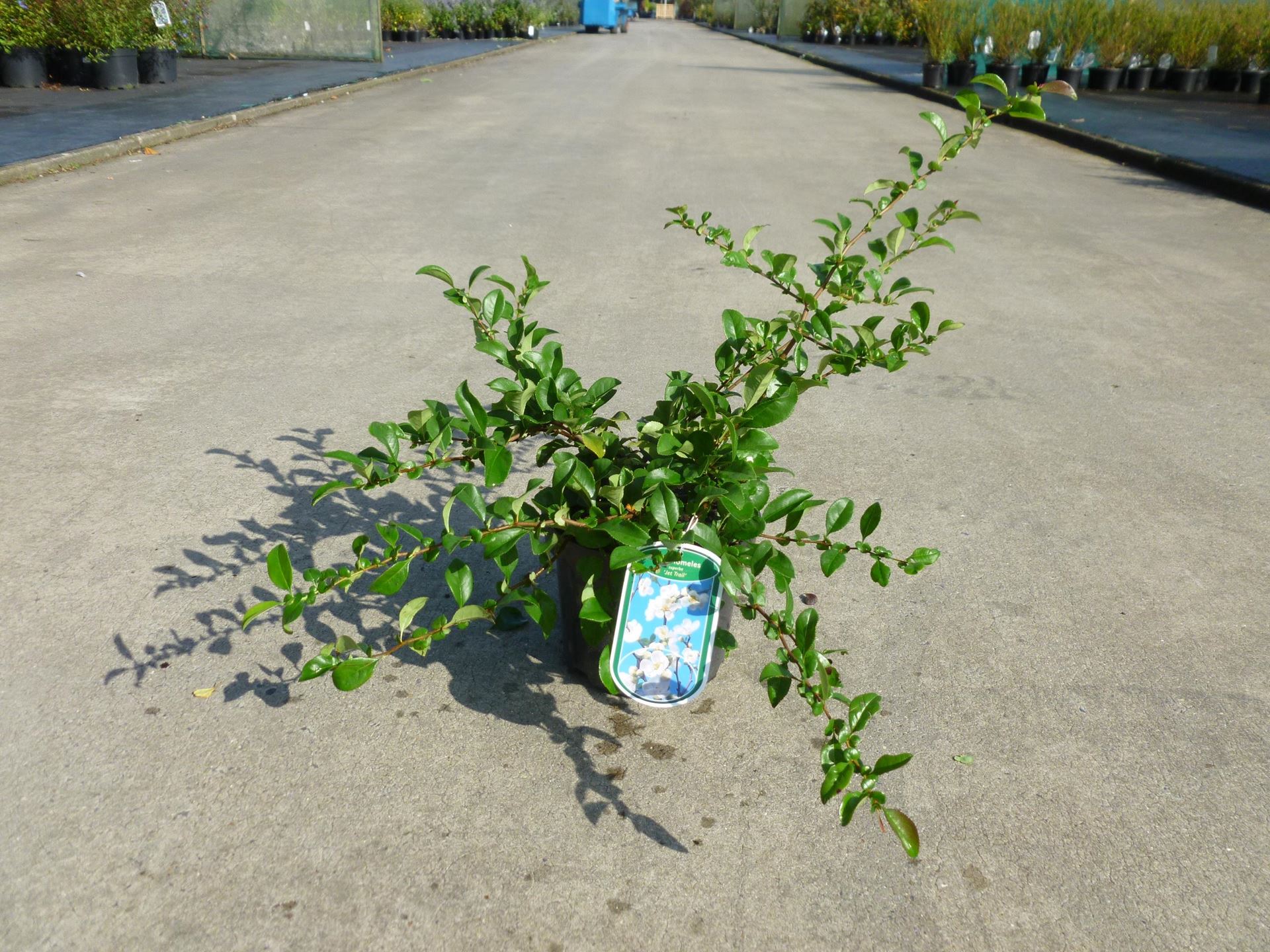 Chaenomeles x superba'Jet Trail'- pot - 30-40 cm afbeelding