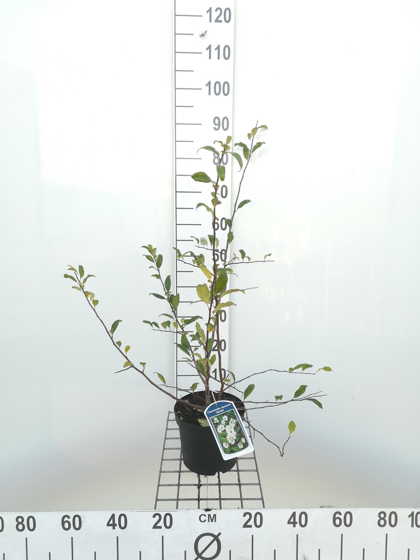 Chaenomeles speciosa'Nivalis'- pot - 30-40 cm - Dwergkwee afbeelding