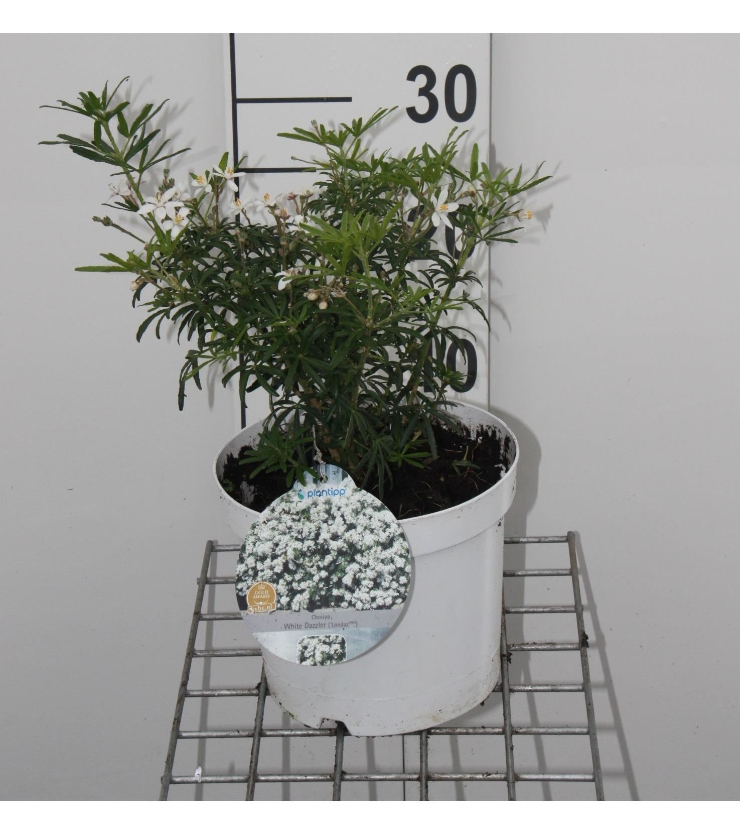 Choisya ternata'Londaz'(White Dazzler) - pot - 25-30 cm - Glansmispel afbeelding