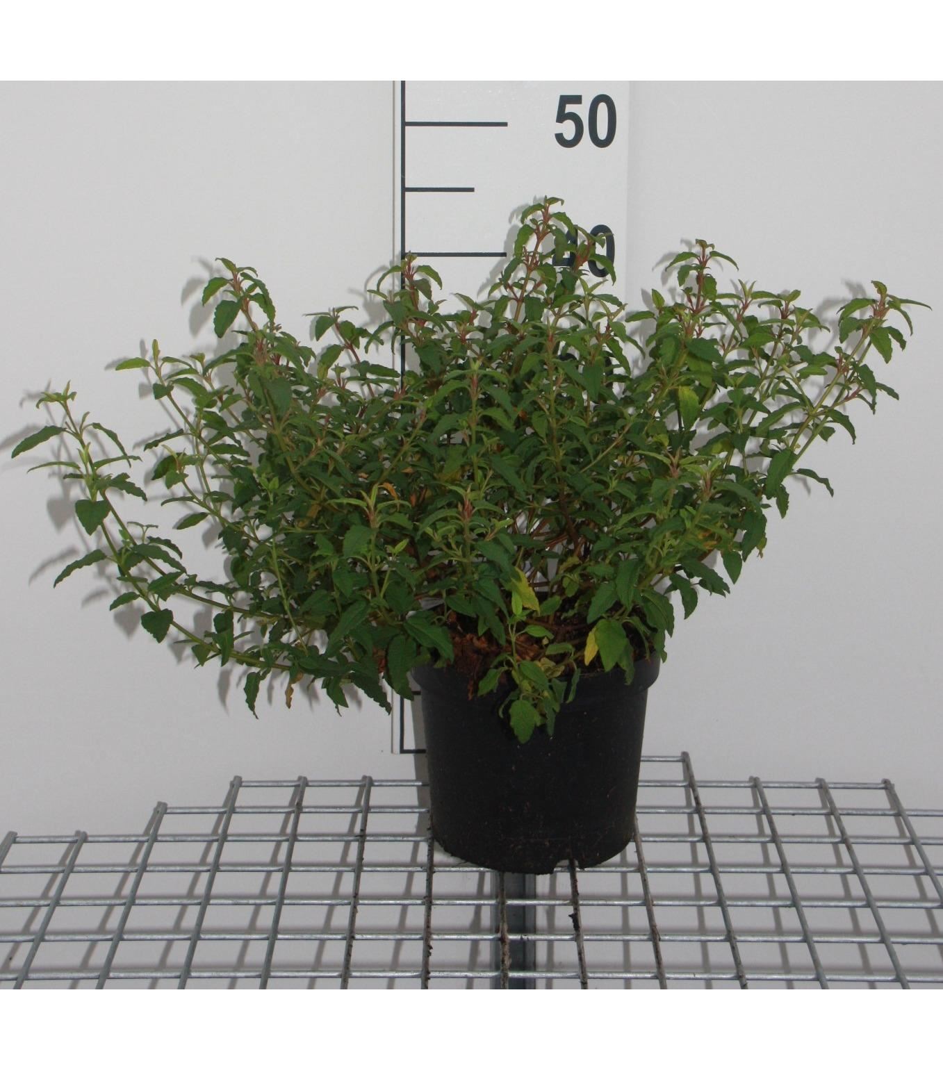 Cistus x hybridus - pot - 20-25 cm