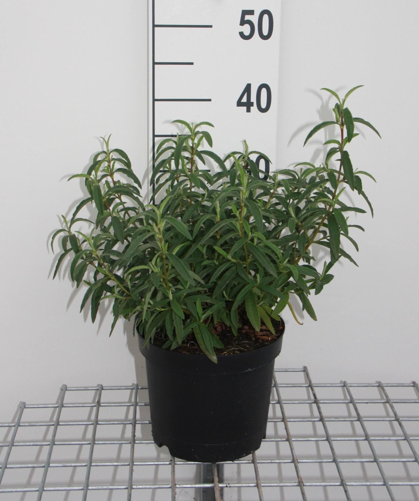 Cistus x purpureus - pot - 20-25 cm