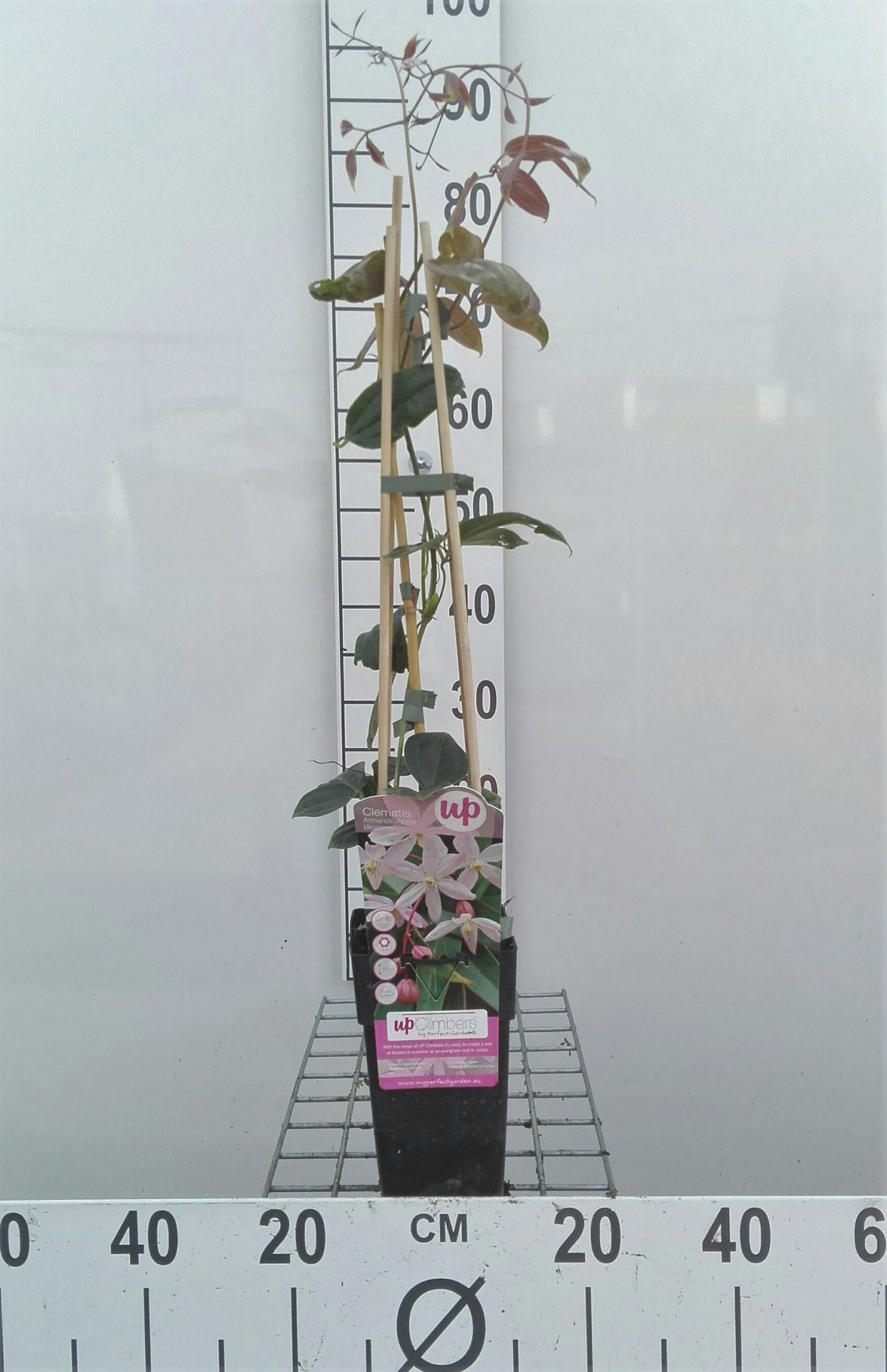 Clematis armandii 'Apple Blossom' - pot - 50-60 cm -
