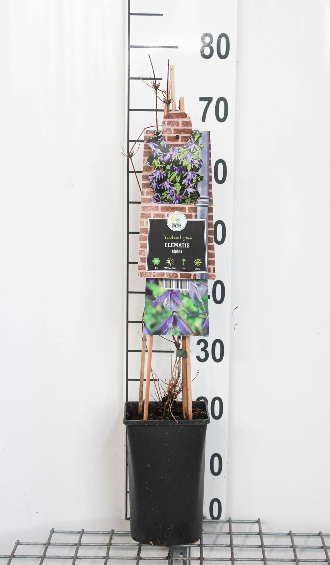 Clematis alpina - pot - 50-60 cm -