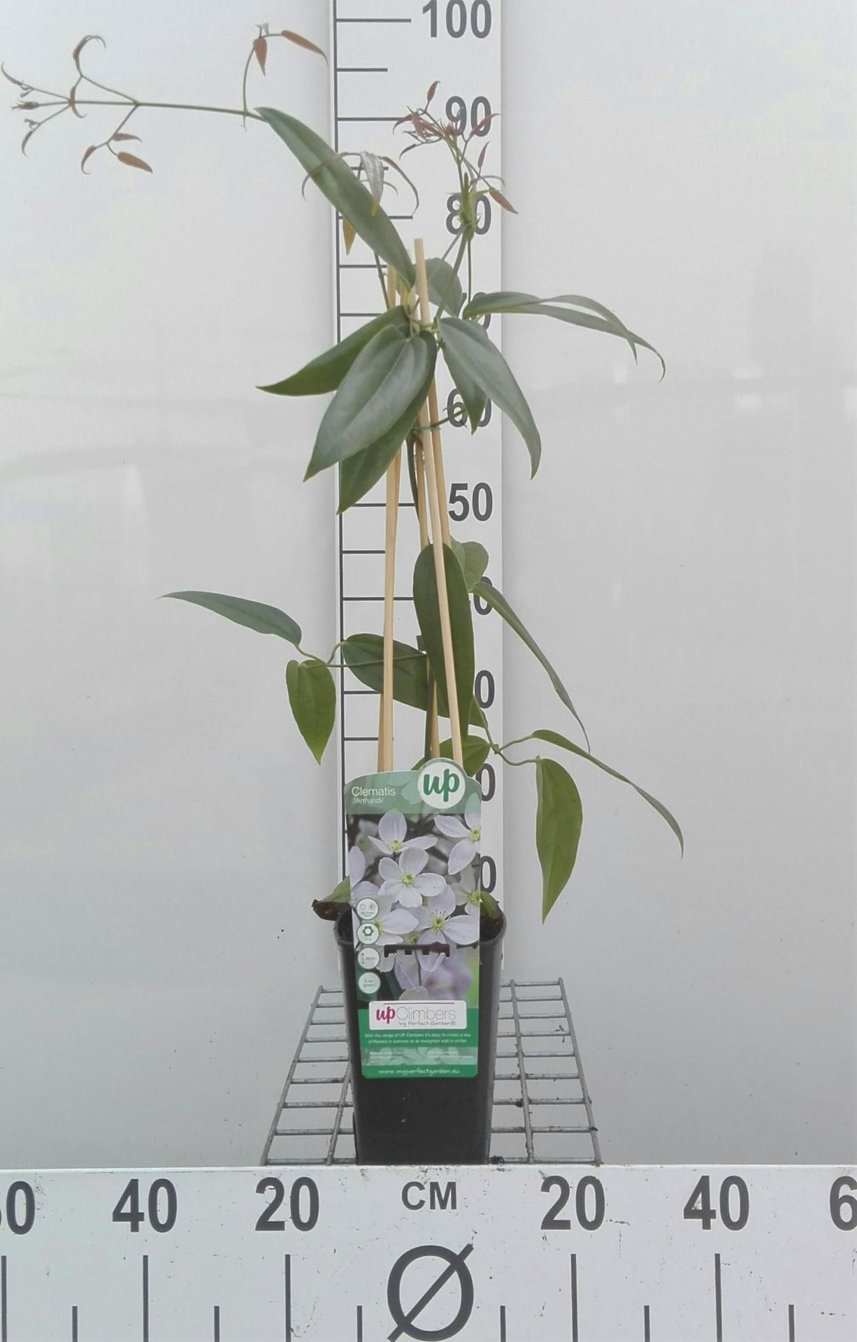 Clematis armandii - pot - 50-60 cm -