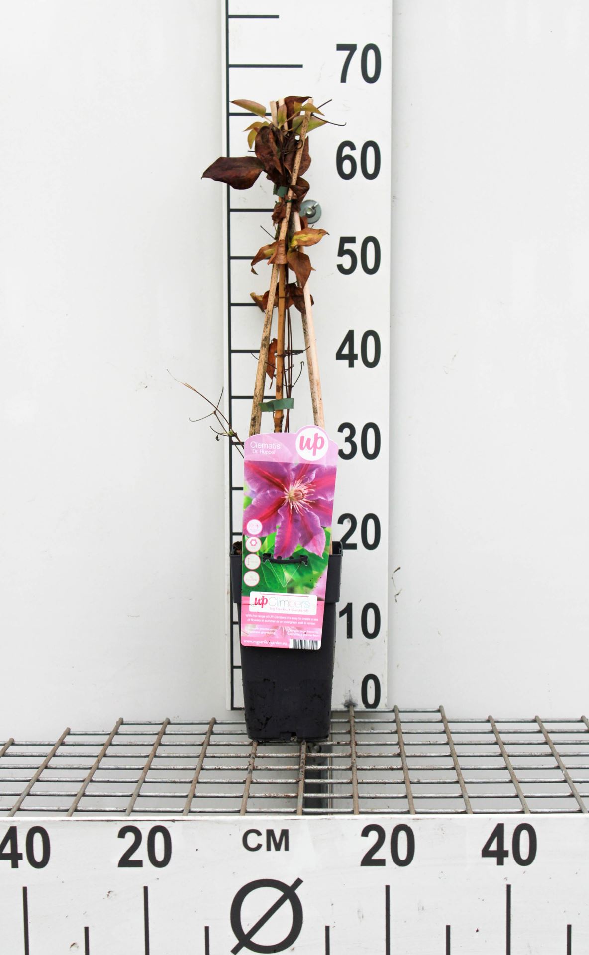 Clematis 'Dr Ruppel' - pot - 50-60 cm