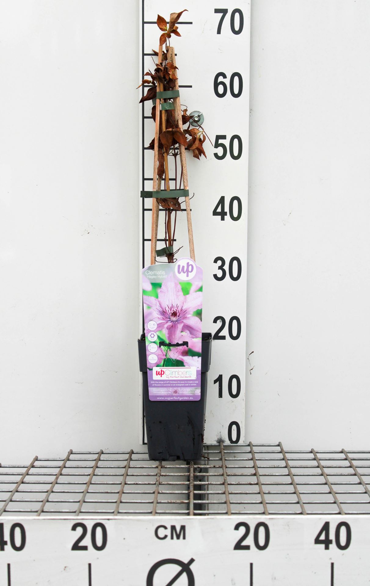 Clematis 'Hagley Hybrid' - pot - 50-60 cm -