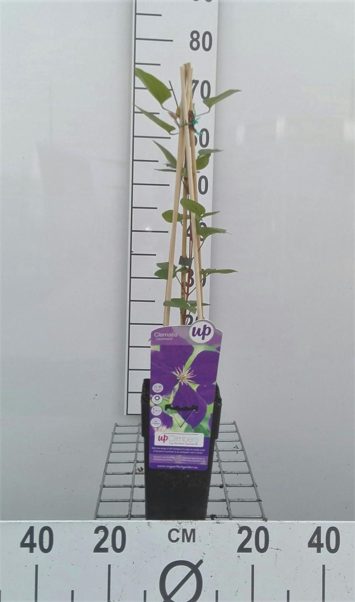 Clematis 'Jackmanii' - pot - 50-60 cm -