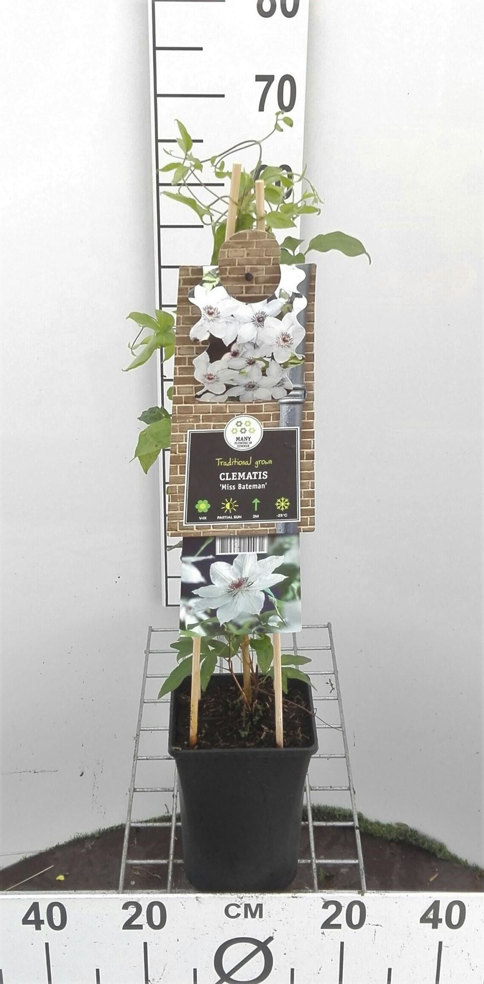 Clematis 'Miss Bateman' - pot - 50-60 cm -