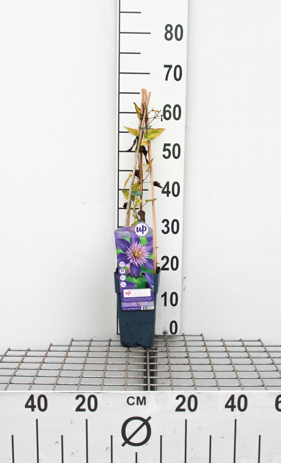 Clematis 'Multi Blue' - pot - 50-60 cm -