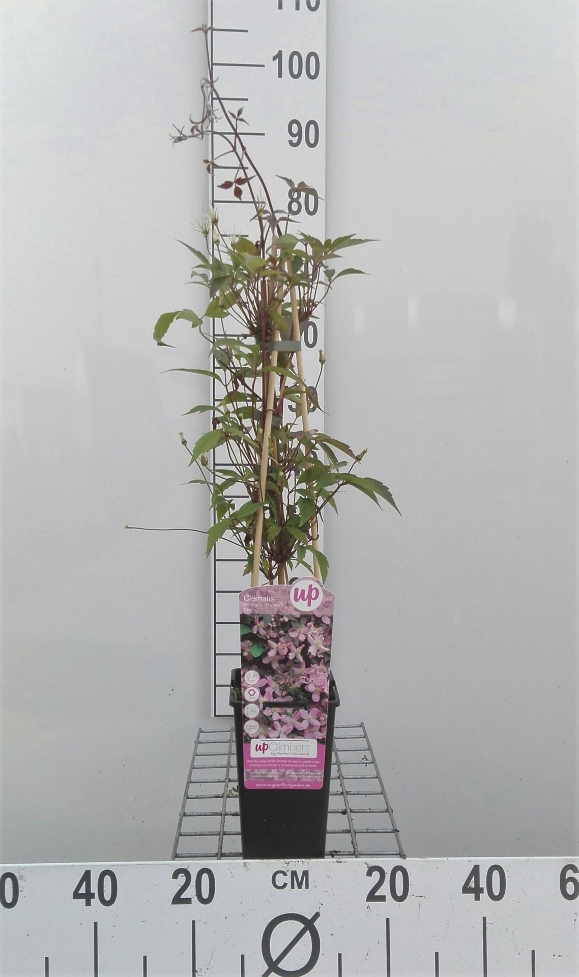 Clematis 'Fragrant Spring' - pot - 50-60 cm -