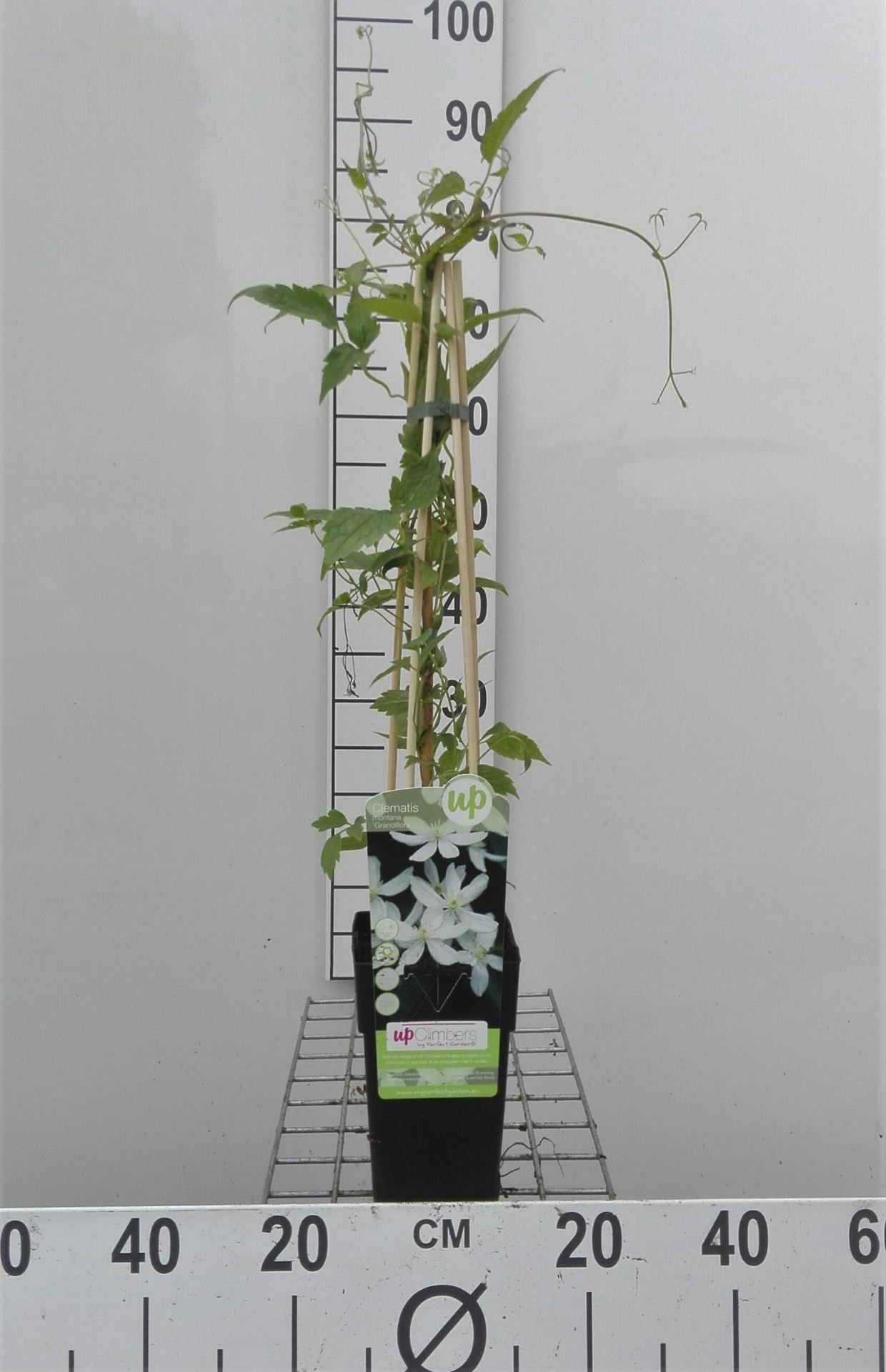 Clematis montana var. grandiflora - pot - 50-60 cm