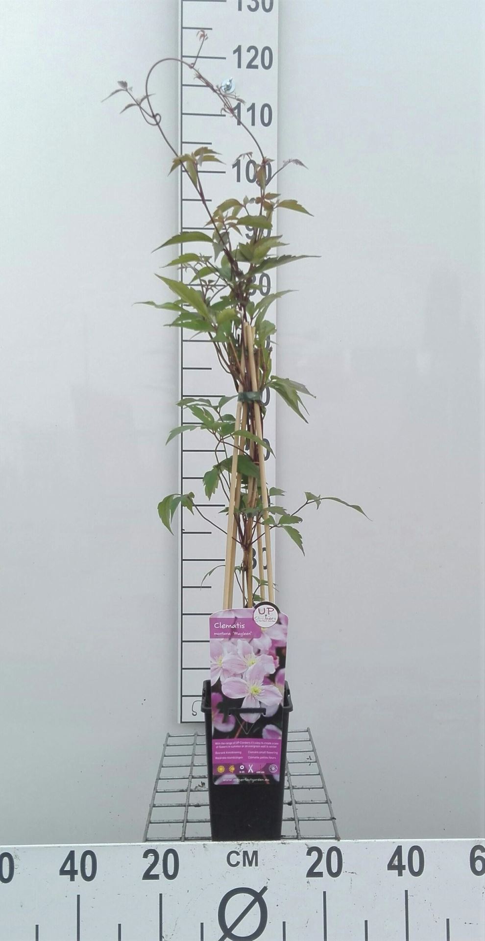 Clematis 'Mayleen' - pot - 50-60 cm