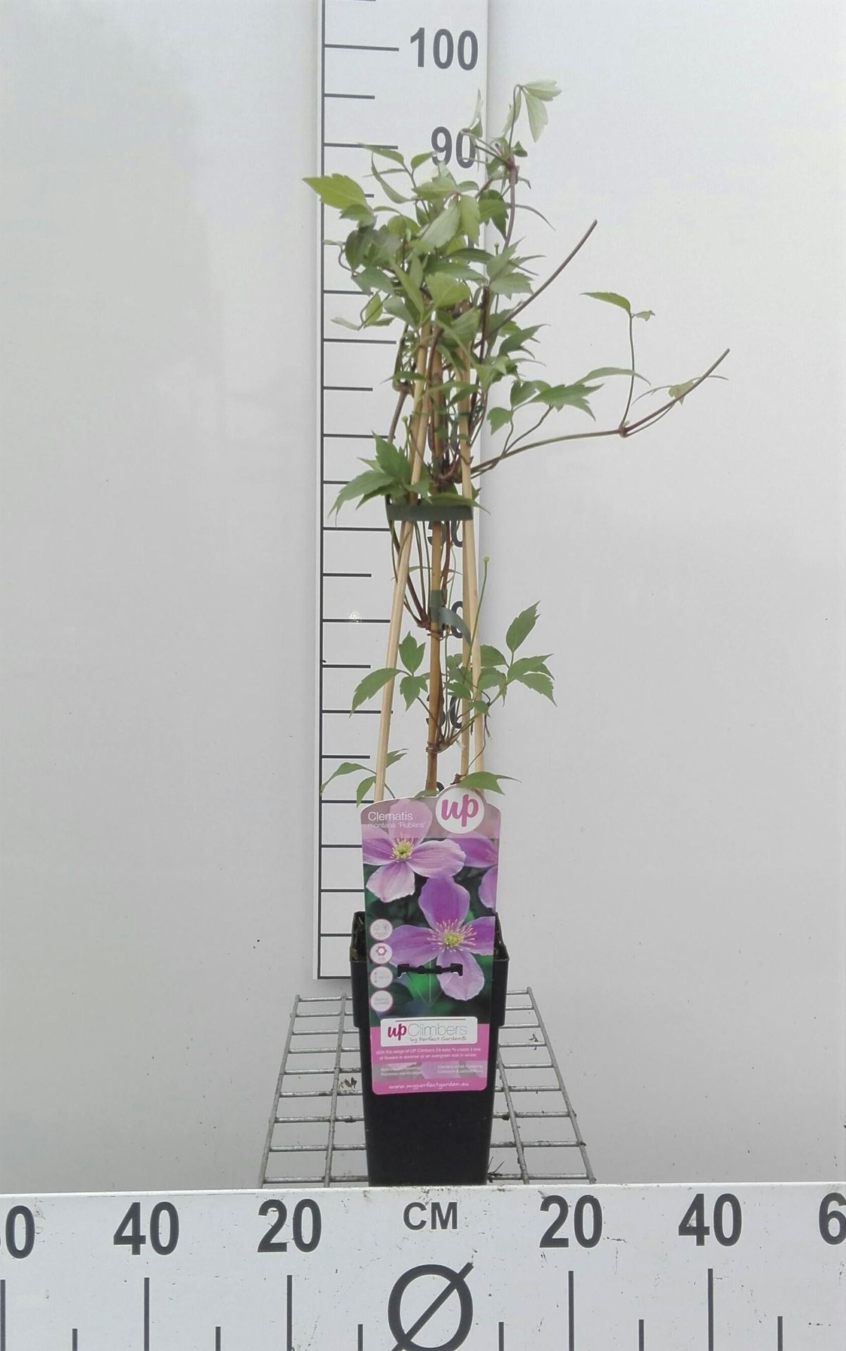 Clematis montana var. rubens - pot - 50-60 cm -