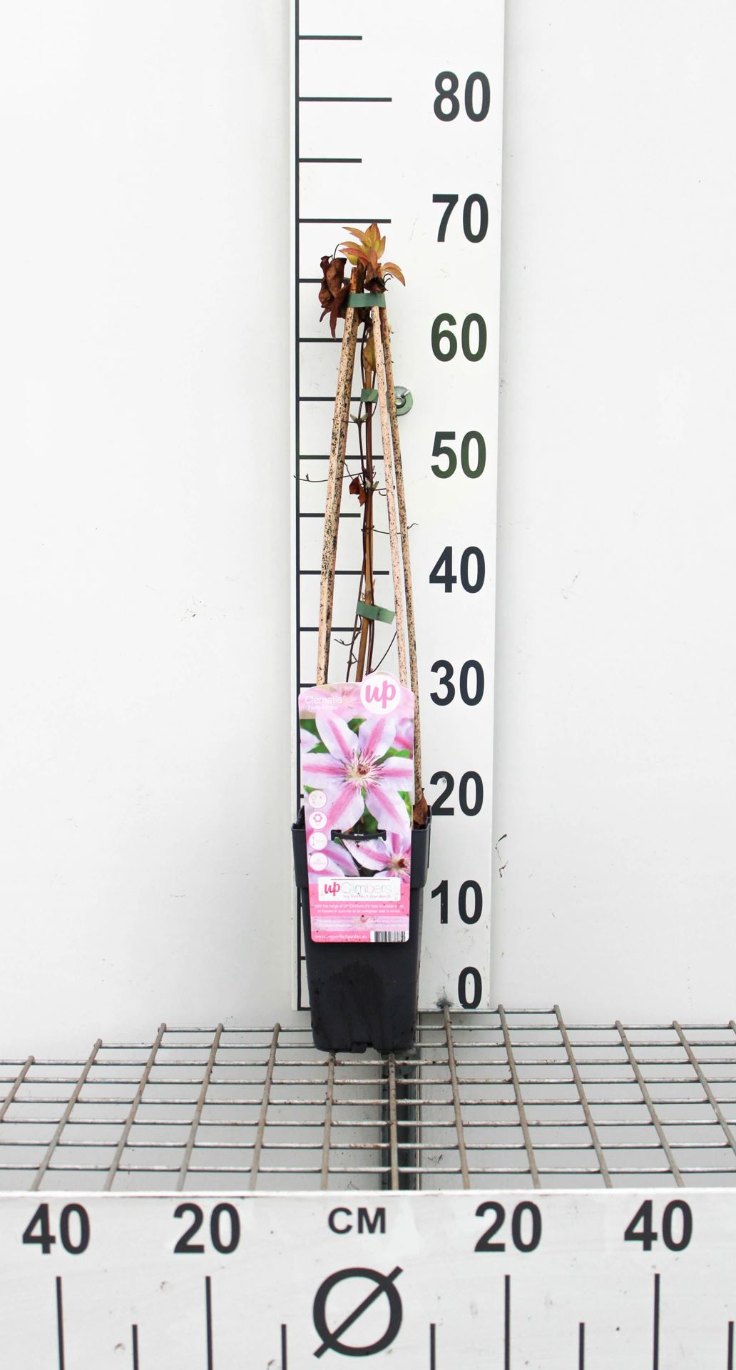 Clematis 'Nelly Moser' - pot - 50-60 cm