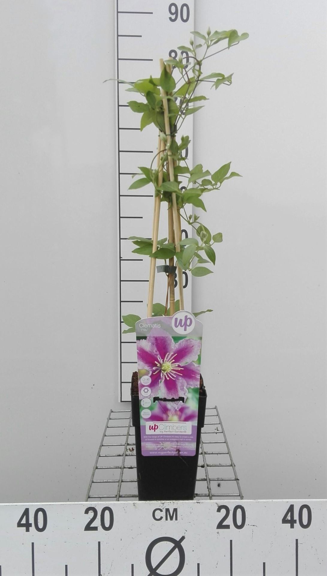 Clematis 'Piilu' - pot - 50-60 cm