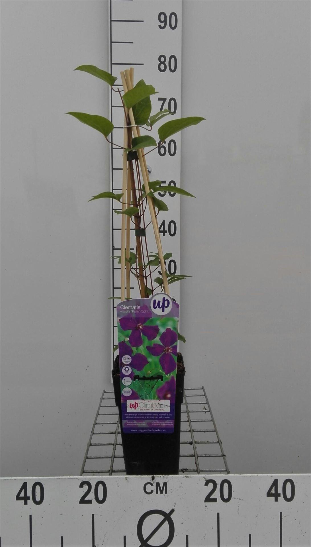 Clematis 'Polish Spirit' - pot - 50-60 cm -
