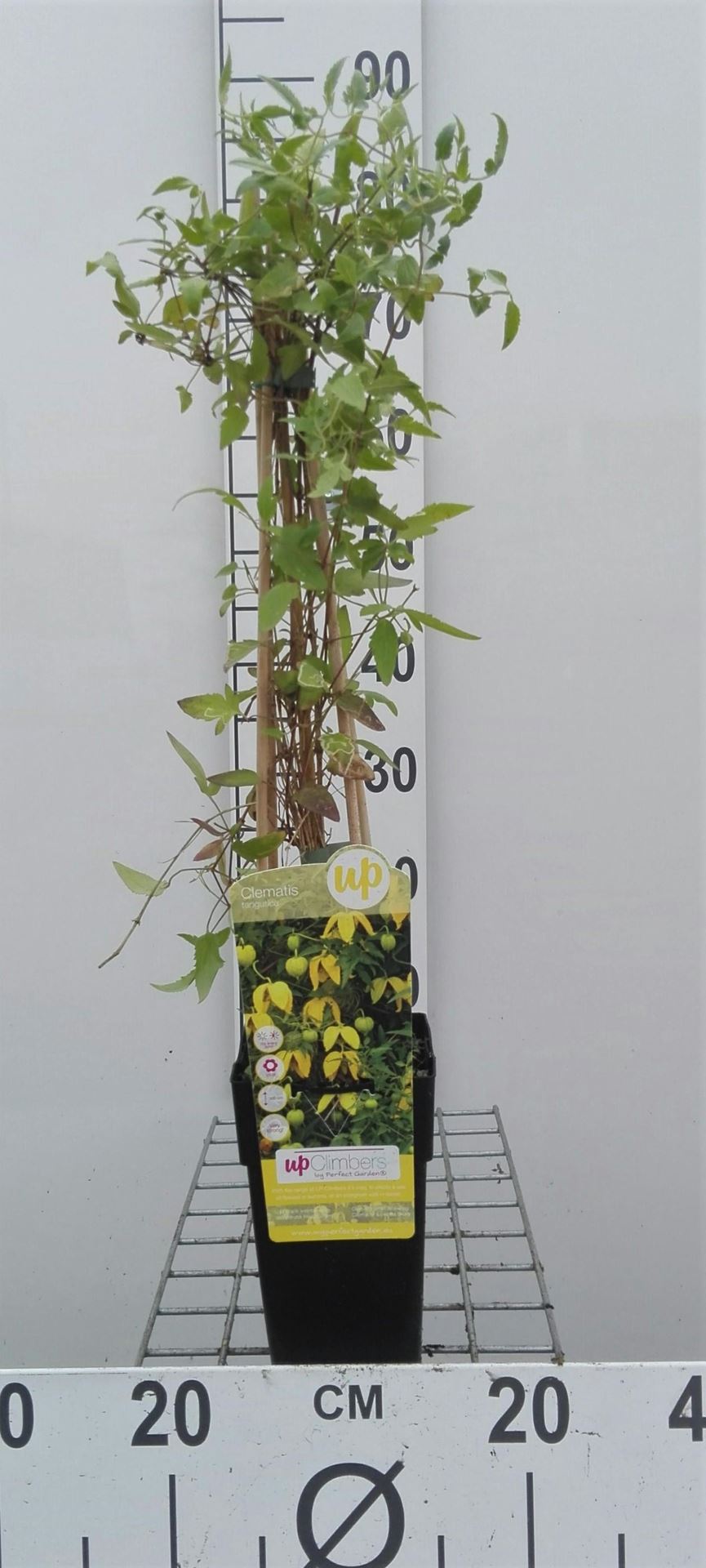 Clematis tangutica subsp. obtusiuscula - pot - 50-60 cm