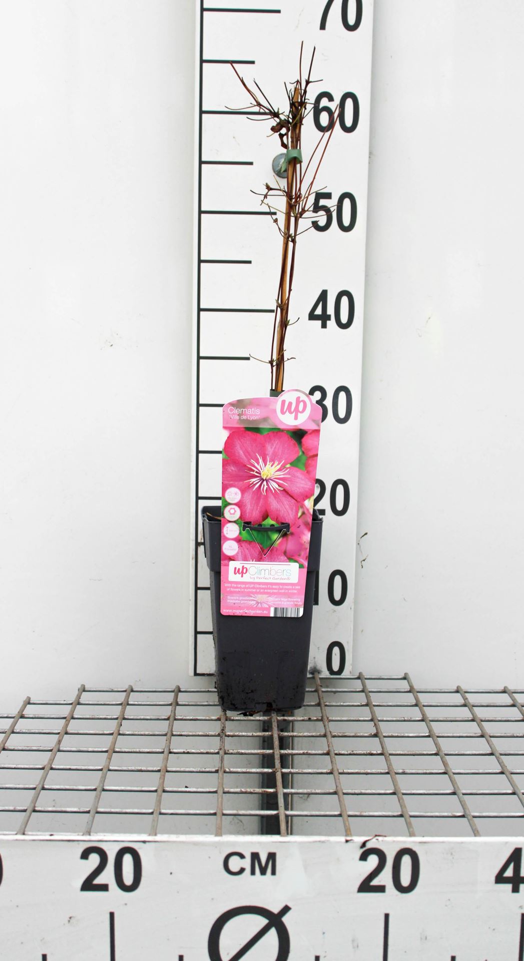 Clematis 'Ville de Lyon' - pot - 50-60 cm