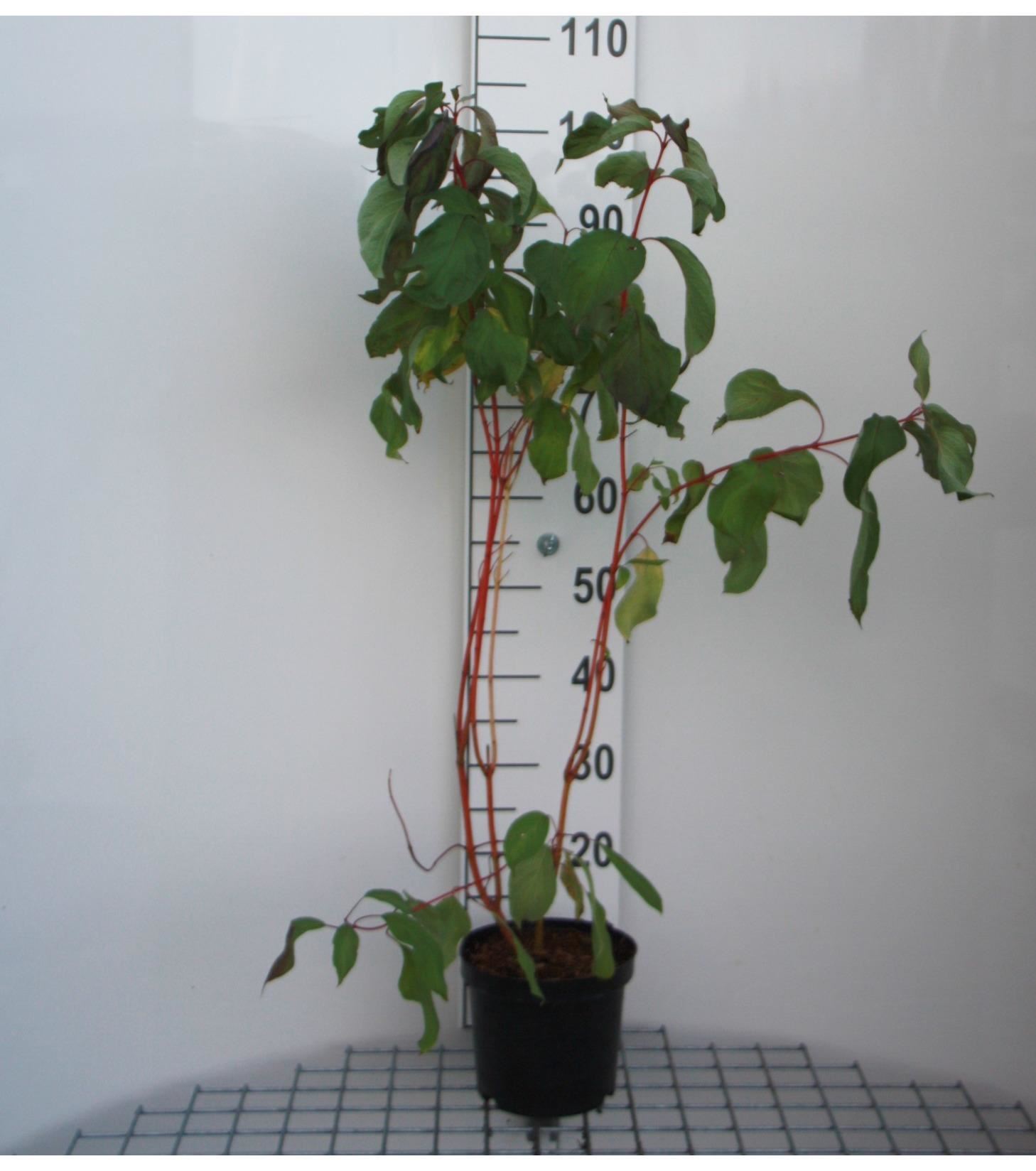 Cornus alba 'Minbat' (Baton Rouge) - pot - 40-60 cm -