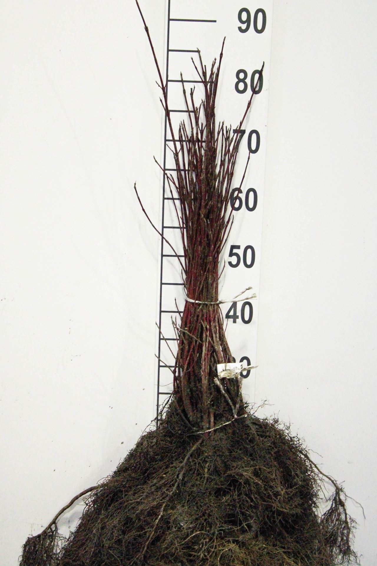 Cornus alba'Elegantissima'- blote wortel - 40-60 cm afbeelding