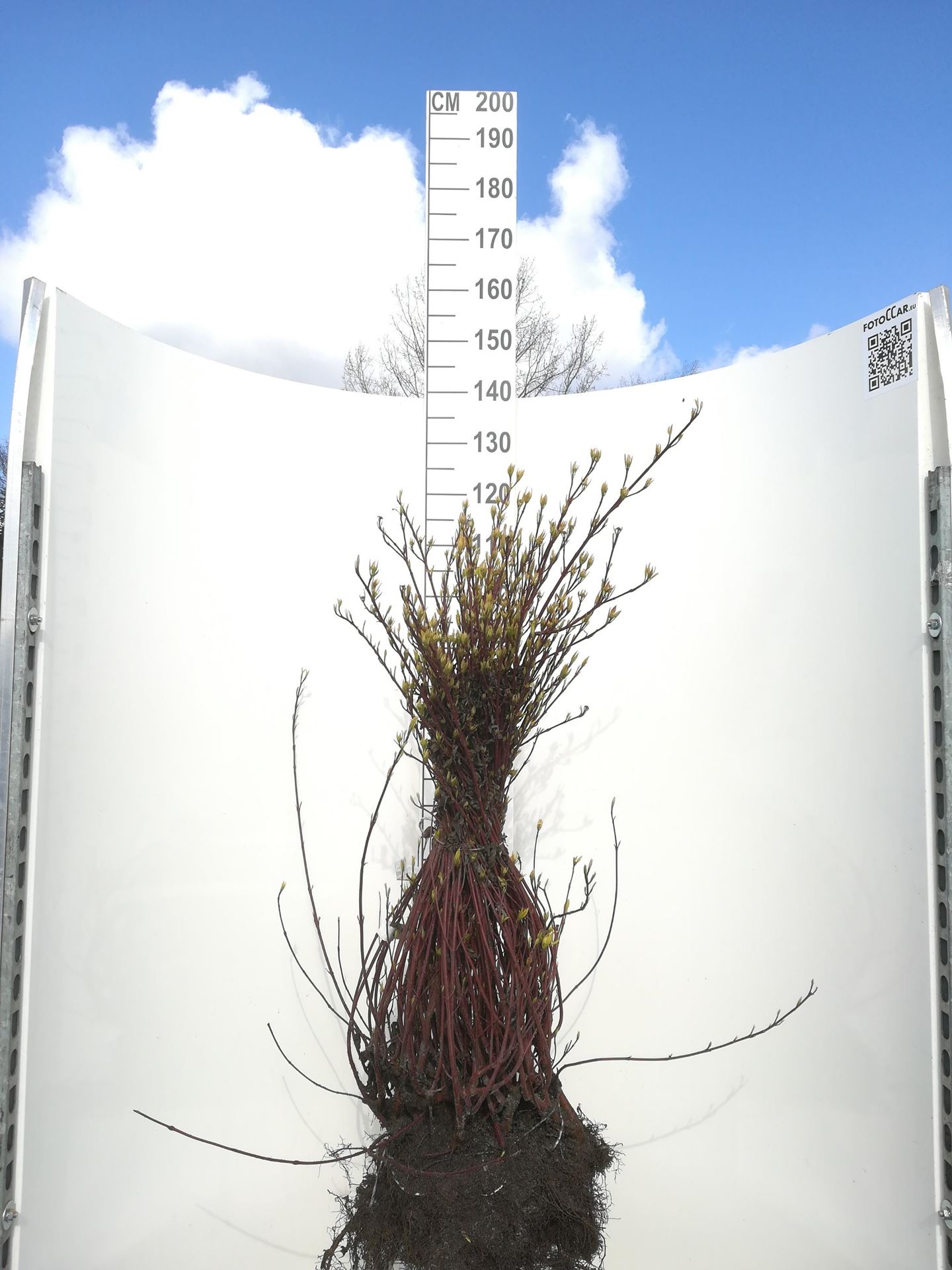 Cornus alba'Gouchaultii'- blote wortel - 50-60 cm - 3-5 takken afbeelding