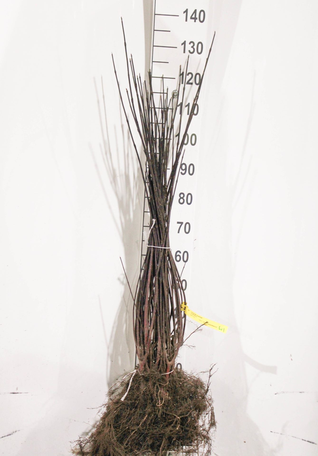 Cornus alba'Kesselringii'- blote wortel - 40-60 cm afbeelding