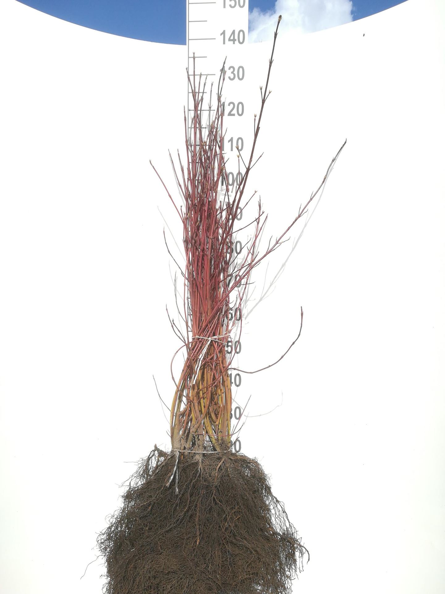Cornus alba - blote wortel - 60-90 cm - 3-5 takken afbeelding