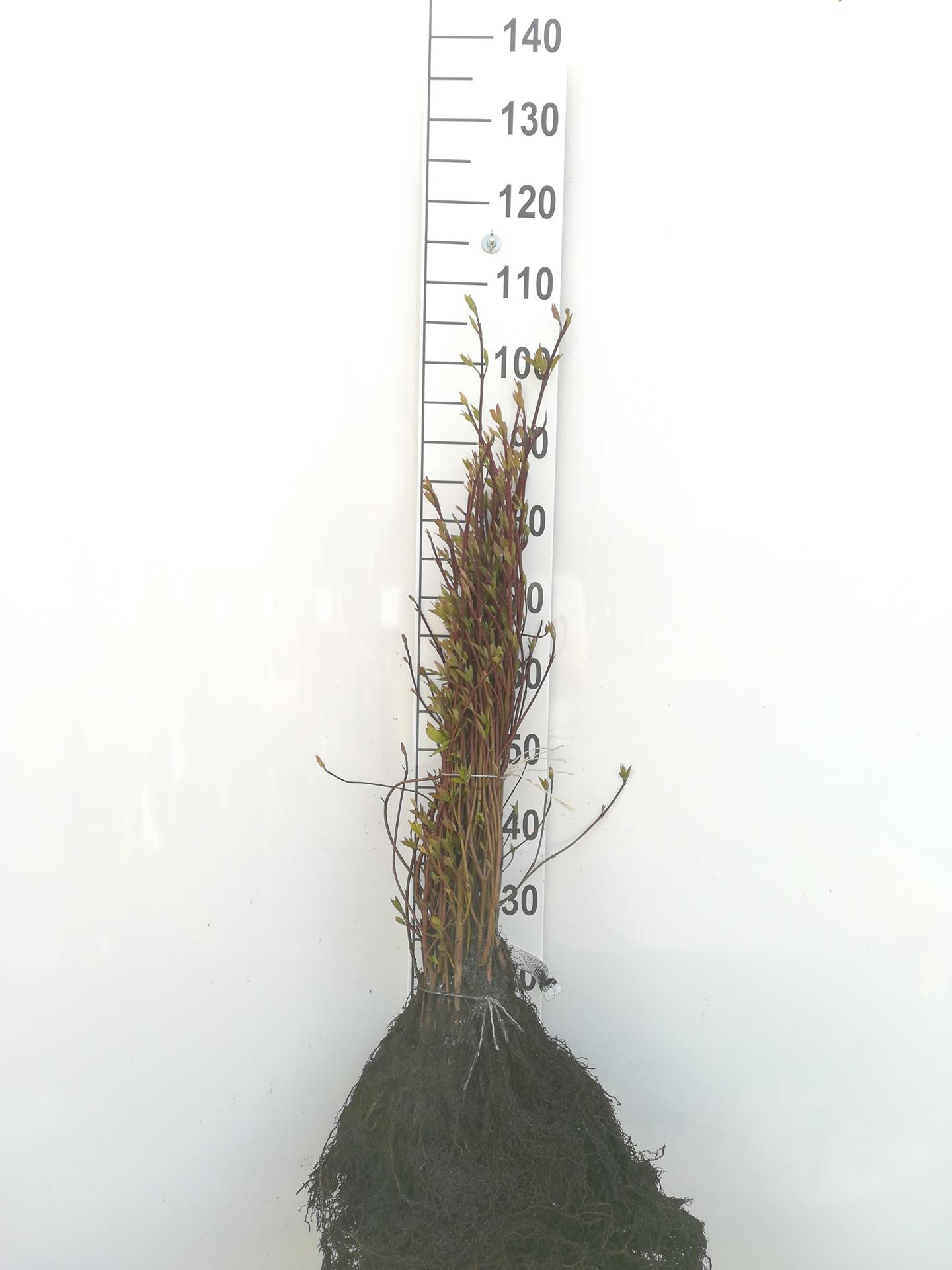 Cornus alba - blote wortel - 60-90 cm afbeelding