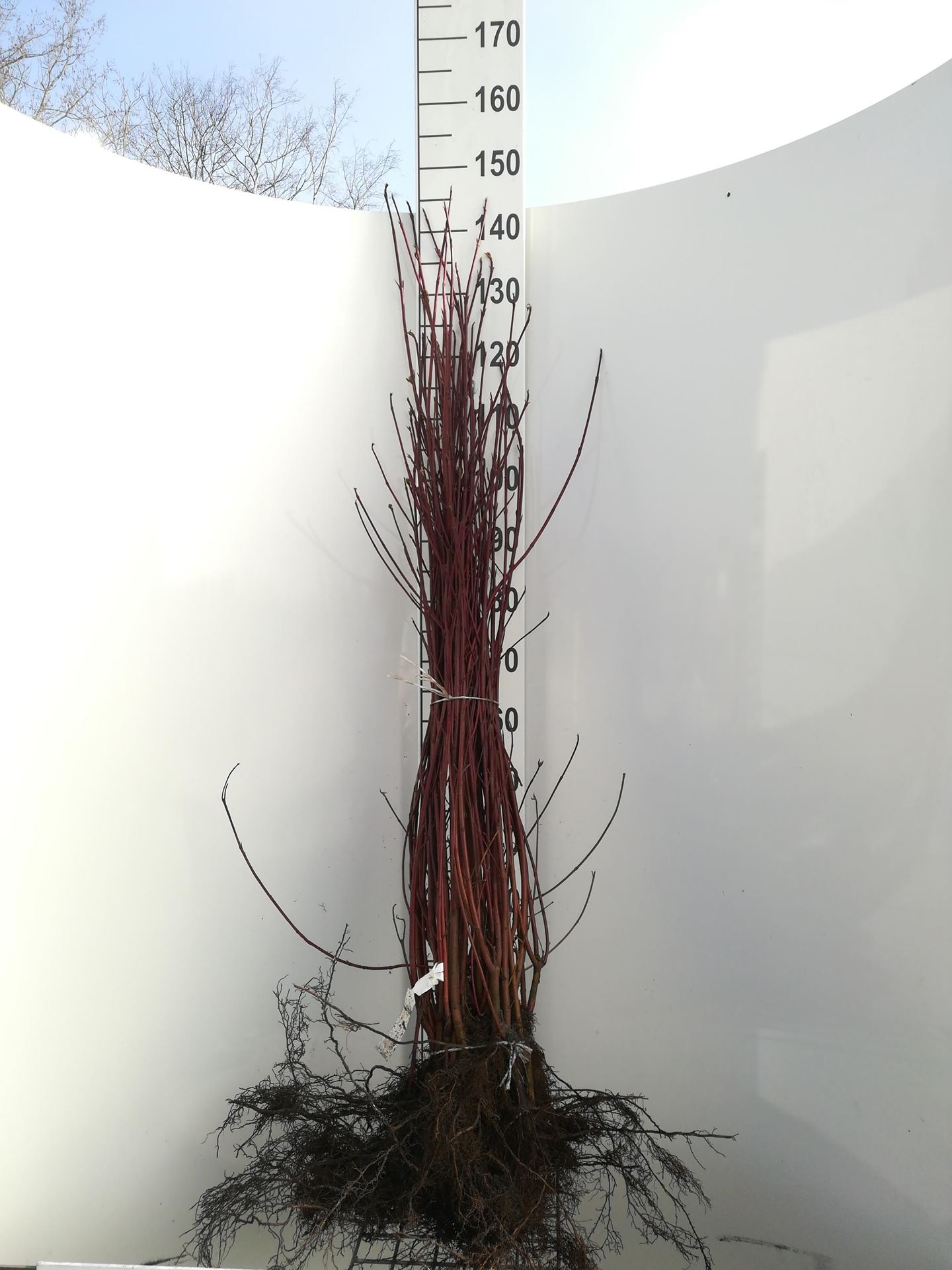 Cornus alba'Sibirica'- blote wortel - 60-90 cm afbeelding