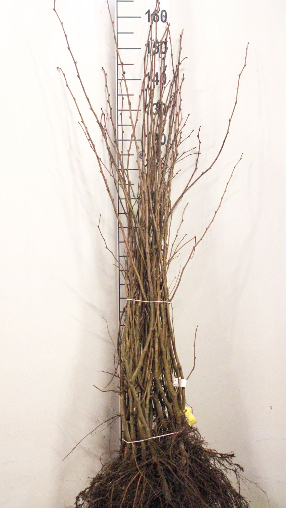 Corylus avellana - blote wortel - 90-120 cm - Hazelaar / Gewone hazelaar afbeelding