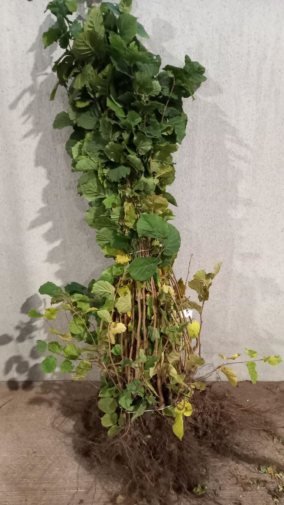 Corylus avellana - blote wortel - 100-150 cm - 5-7 takken afbeelding
