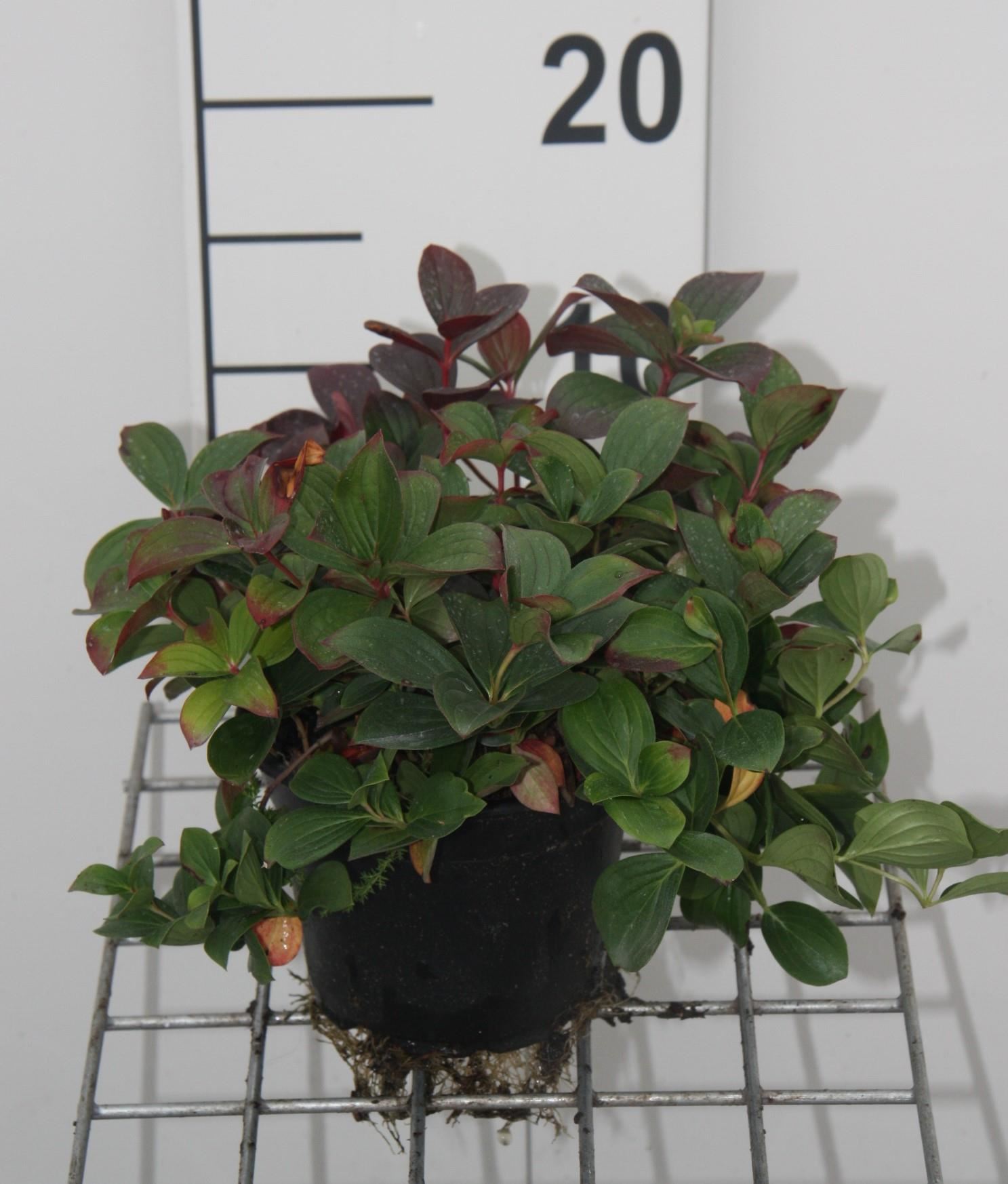 Cornus canadensis - pot - 15-20 cm afbeelding
