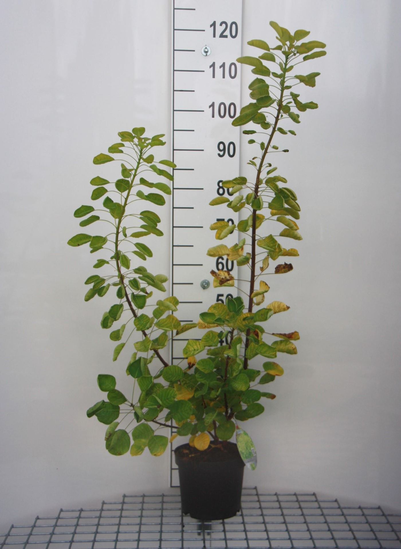 Cotinus coggygria'Ancot'(Golden Spirit) - pot - 40-60 cm afbeelding