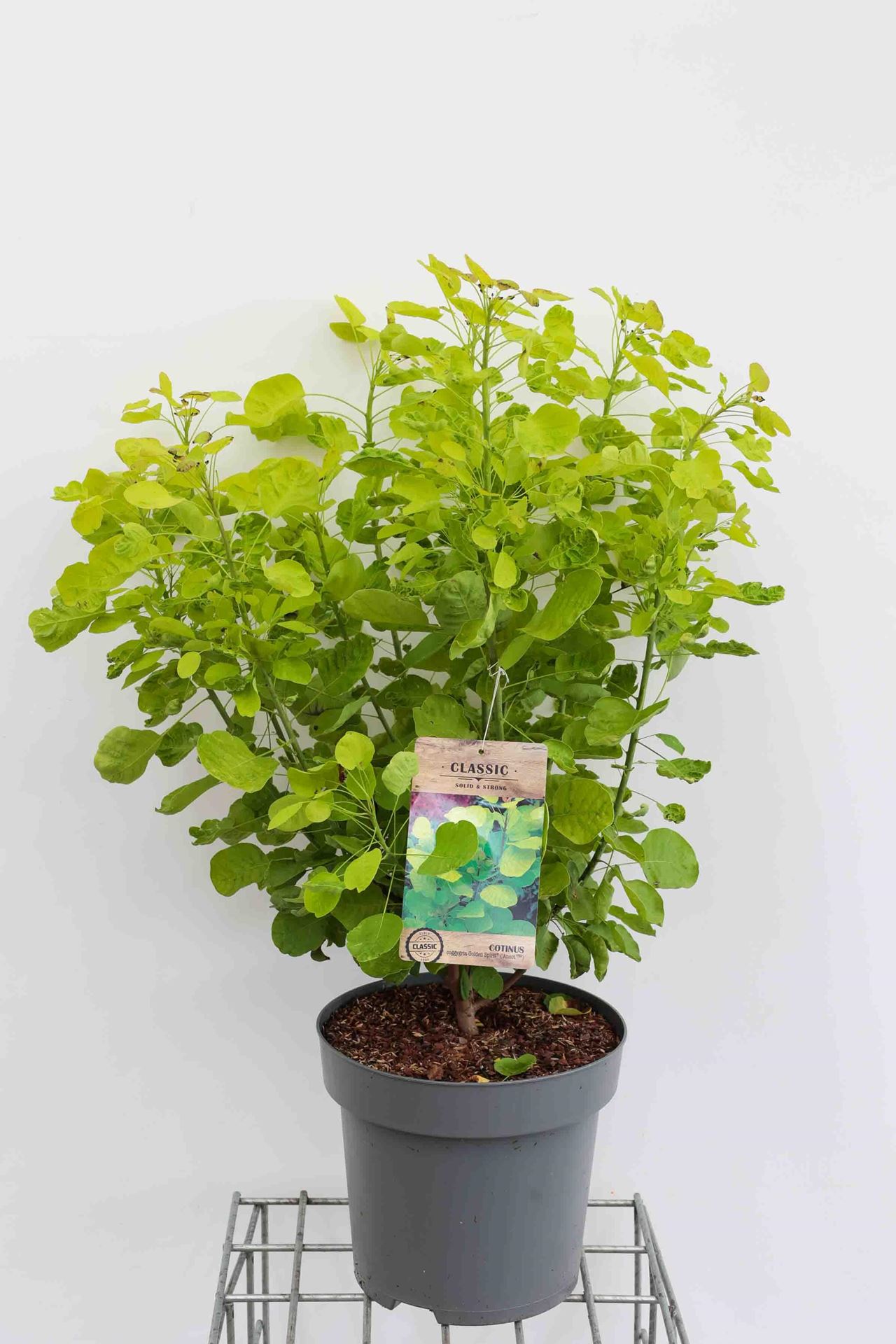 Cotinus coggygria 'Ancot' (Golden Spirit) - pot 12L - 80-100 cm