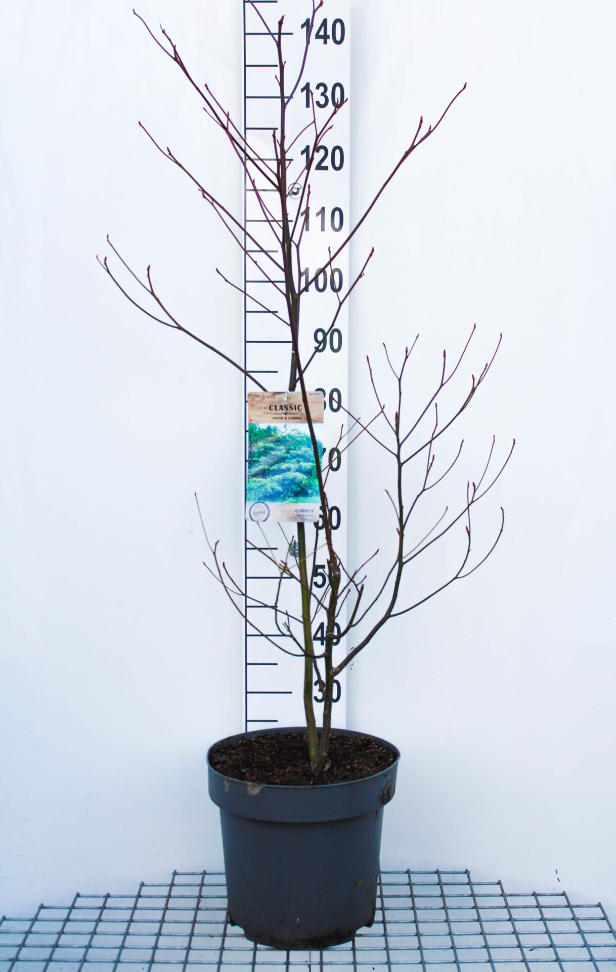 Cornus controversa - pot 12L - 125-150 cm afbeelding