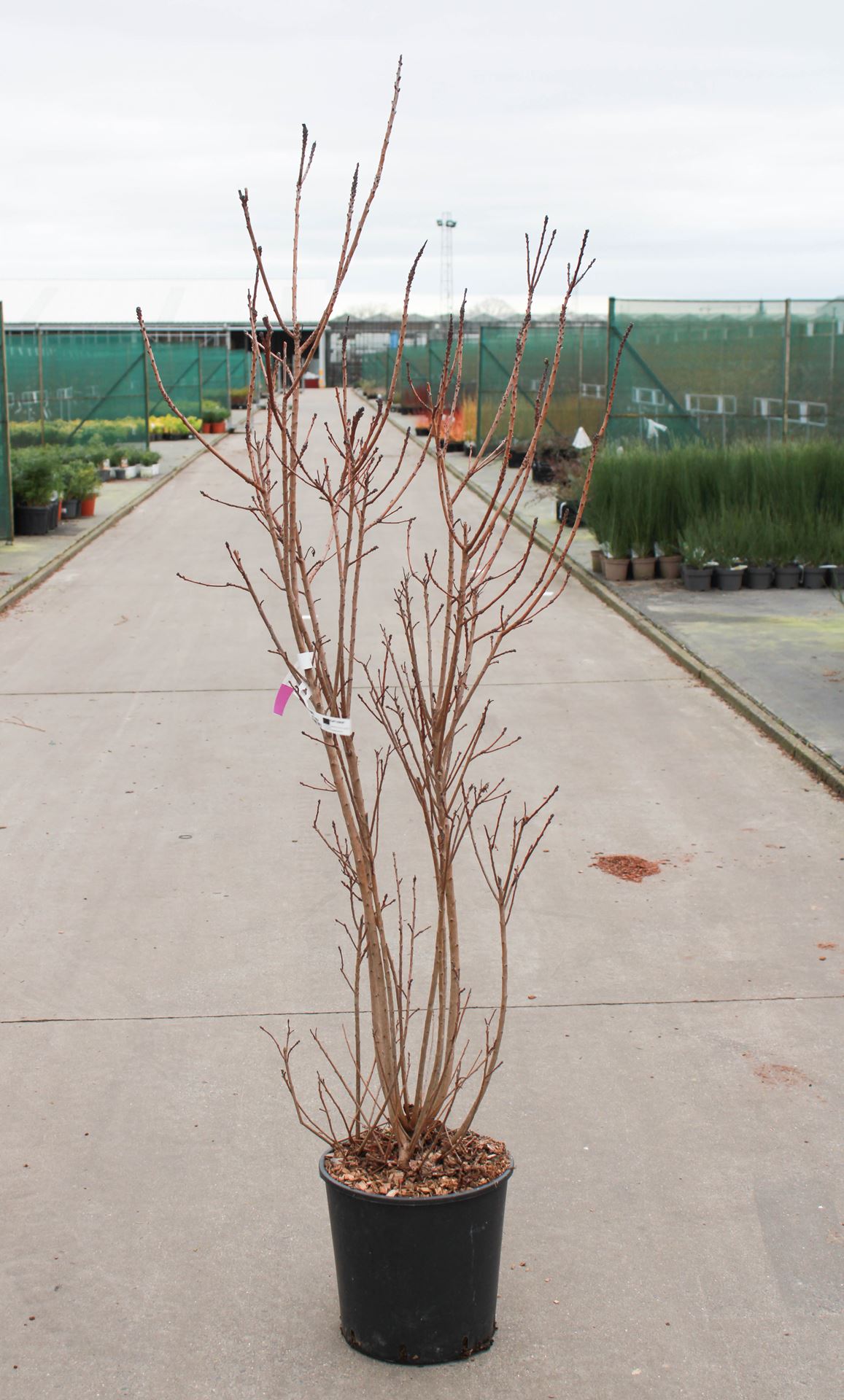 Cotinus coggygria 'Royal Purple' - pot 18L - 125-150 cm