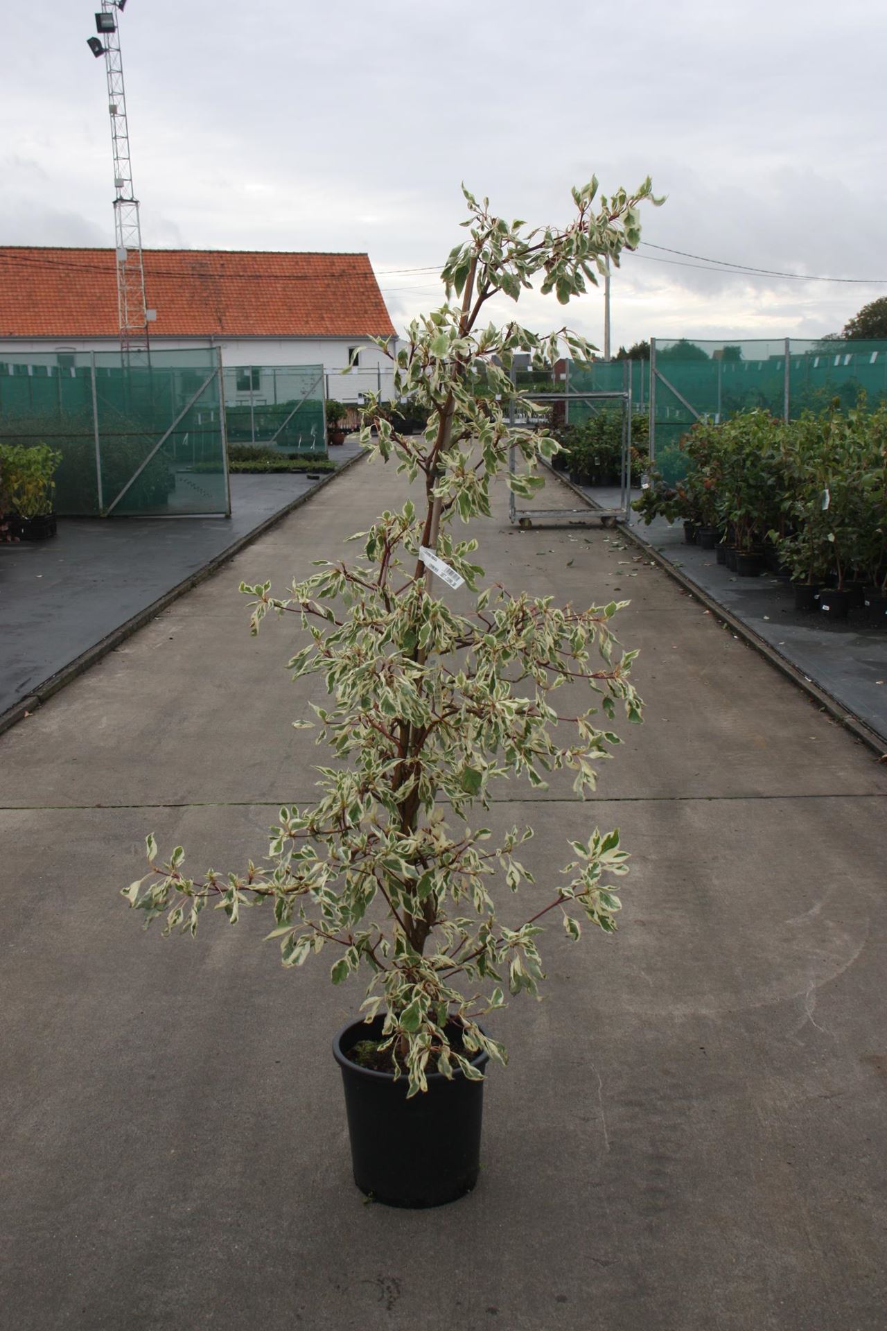 Cornus alba'Variegata'- pot 18L - 125-150 cm afbeelding