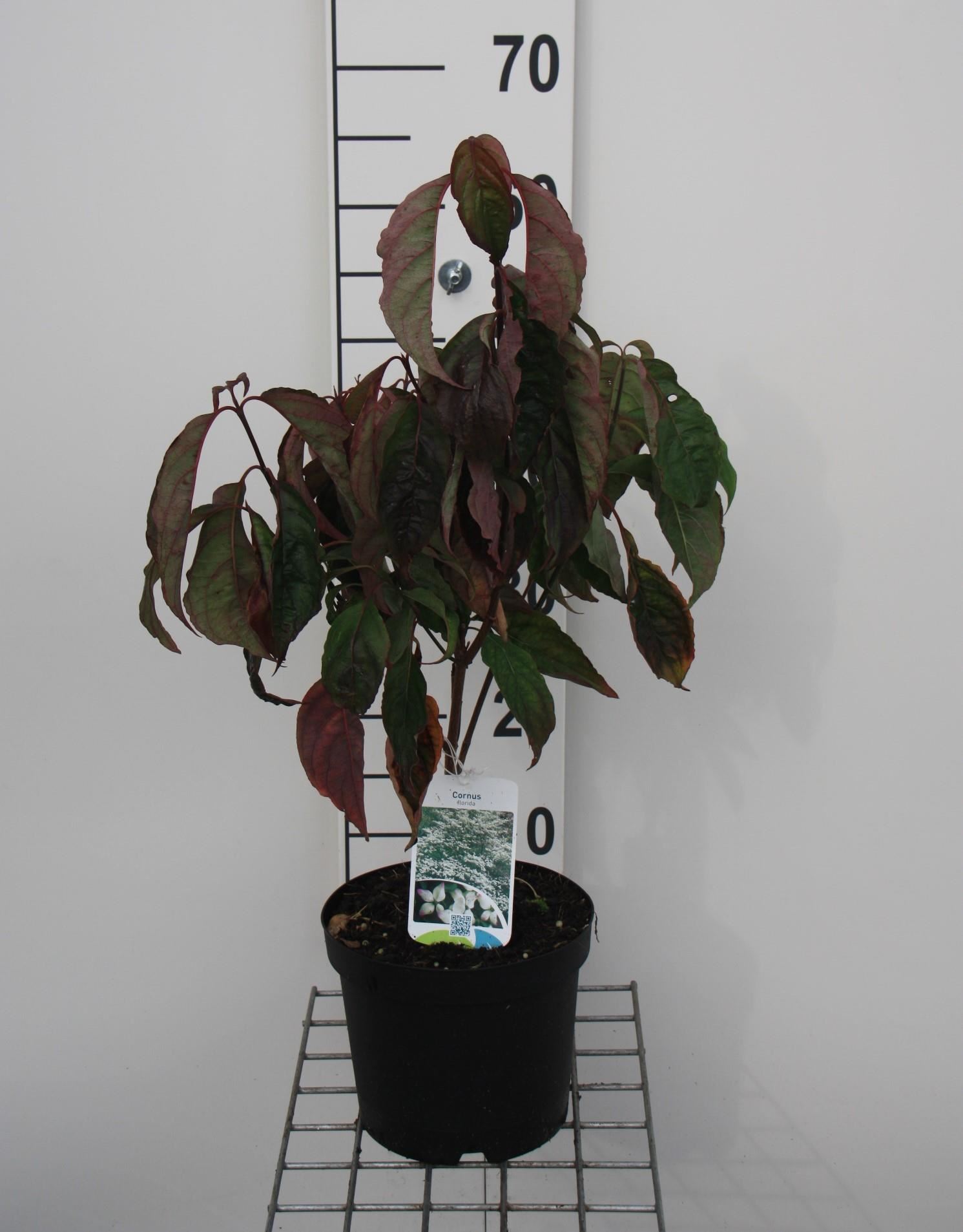 Cornus florida - pot - 50-60 cm afbeelding