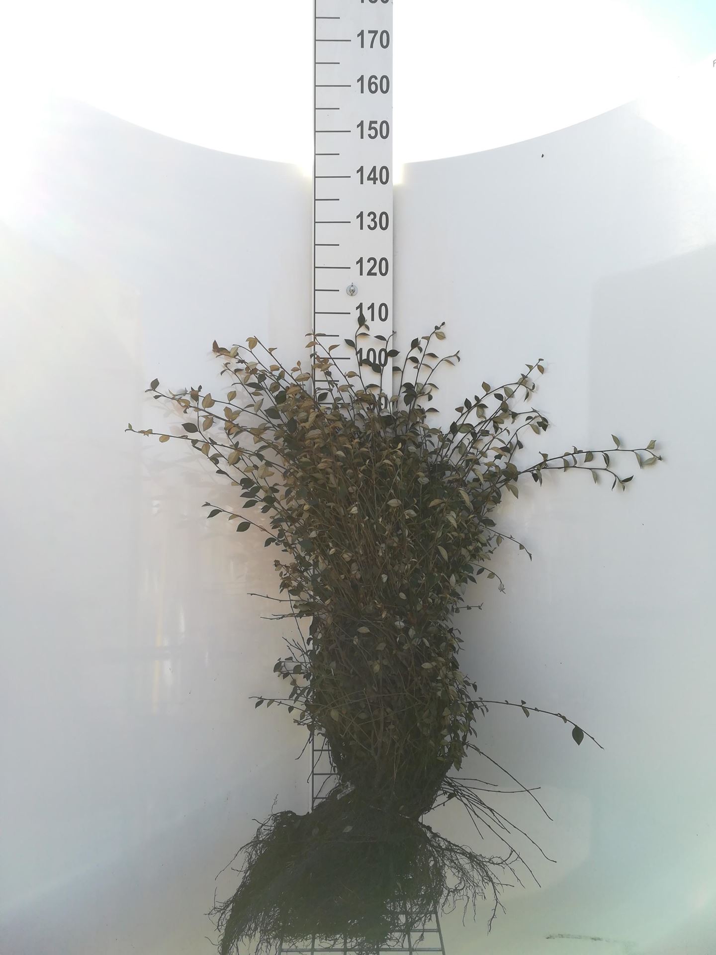 Cotoneaster franchetii - blote wortel - 40-60 cm - Franchets cotoneaster afbeelding