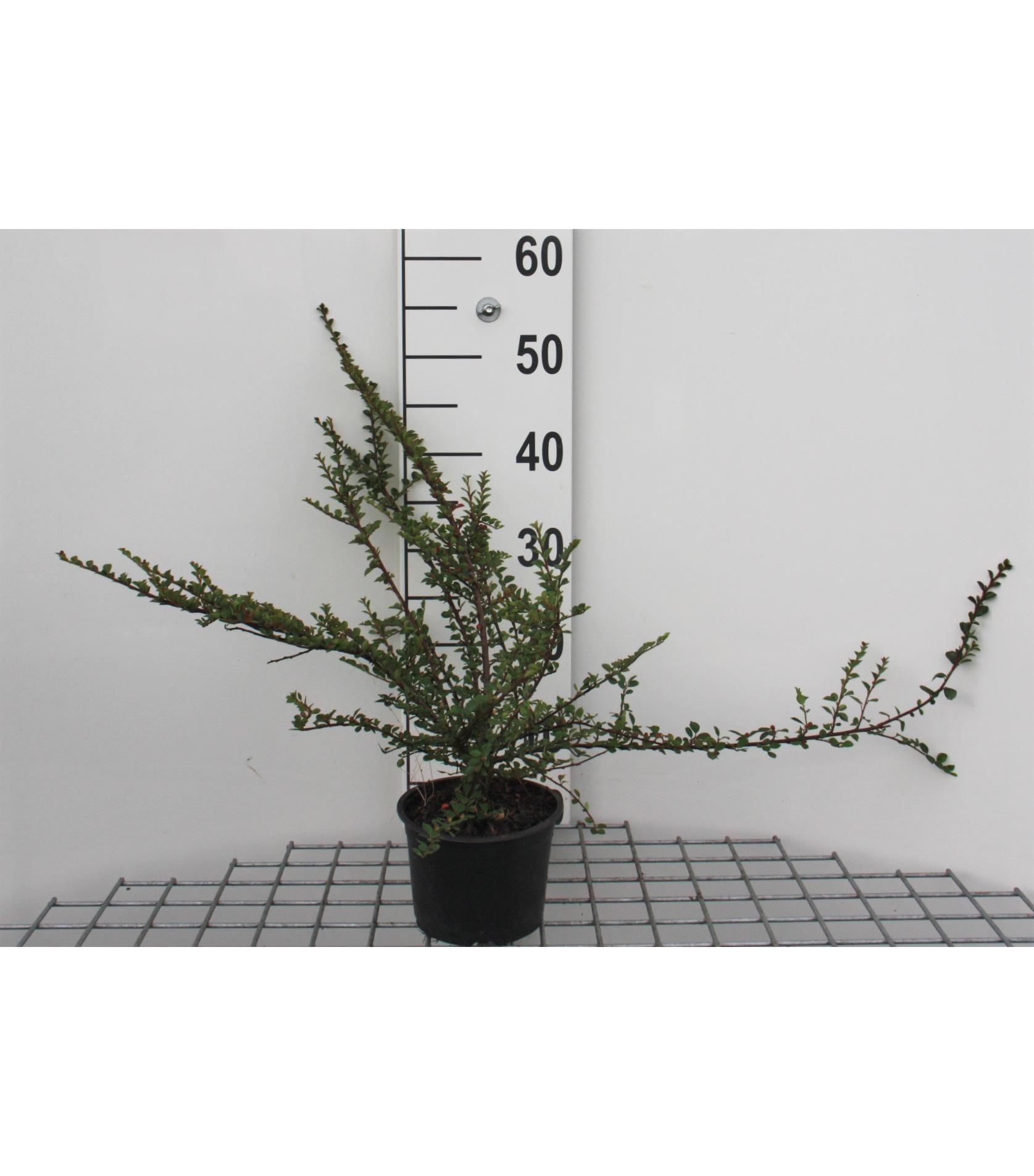 Cotoneaster horizontalis - pot 1,3L - 20-25 cm afbeelding