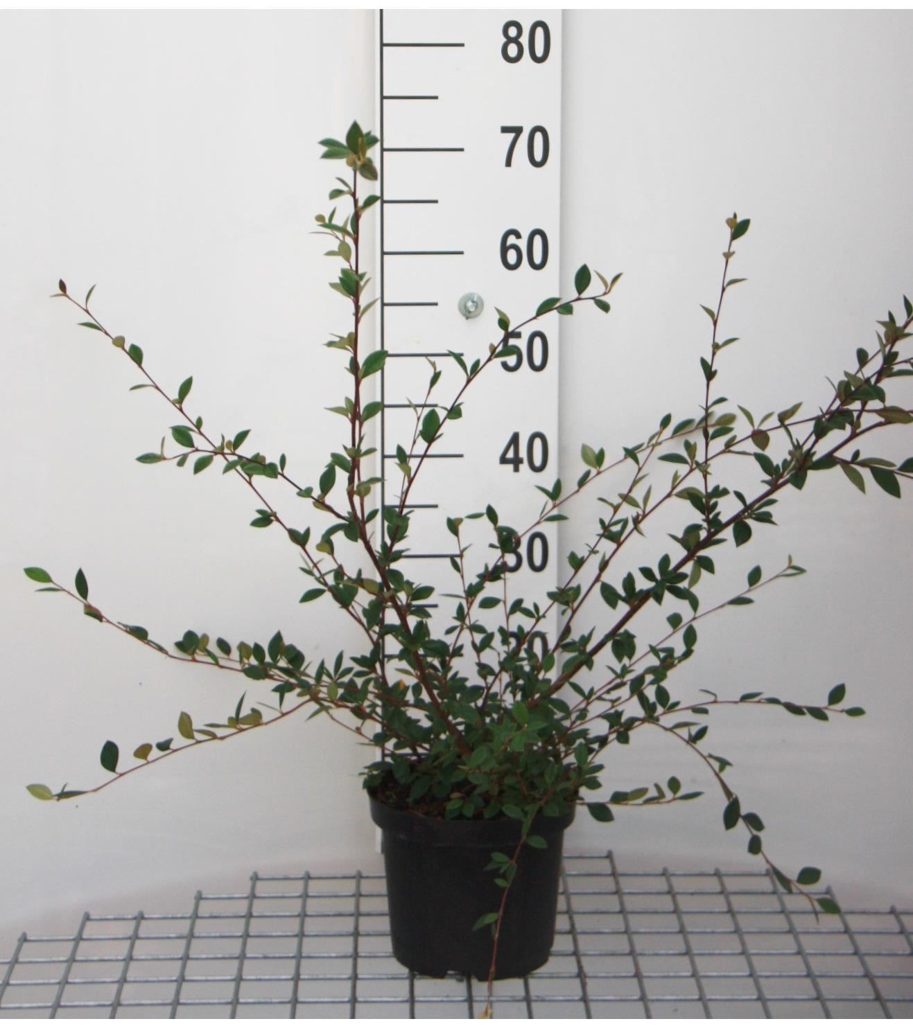 Cotoneaster lacteus - pot - 40-60 cm - Grootbladige cotoneaster afbeelding