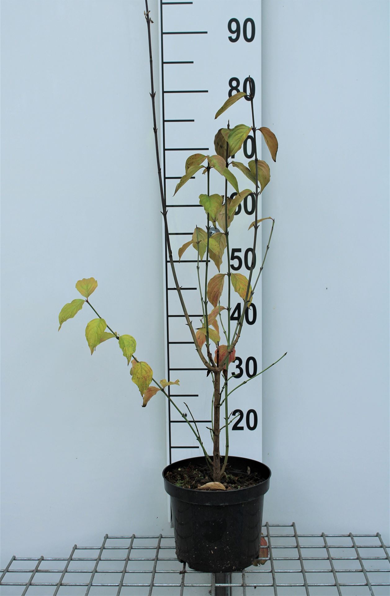 Cornus mas - pot - 50-60 cm -